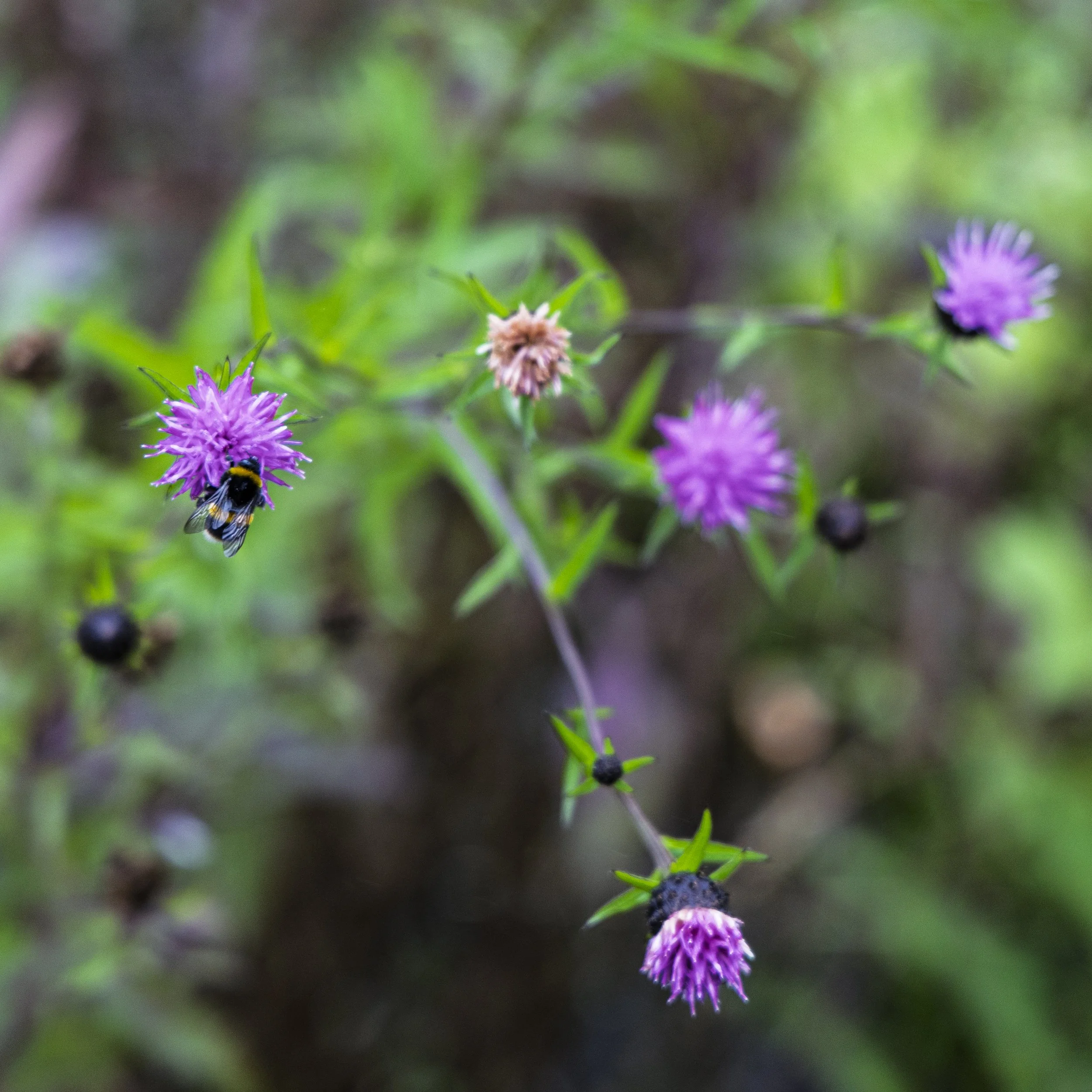 Purple 2 with Bee