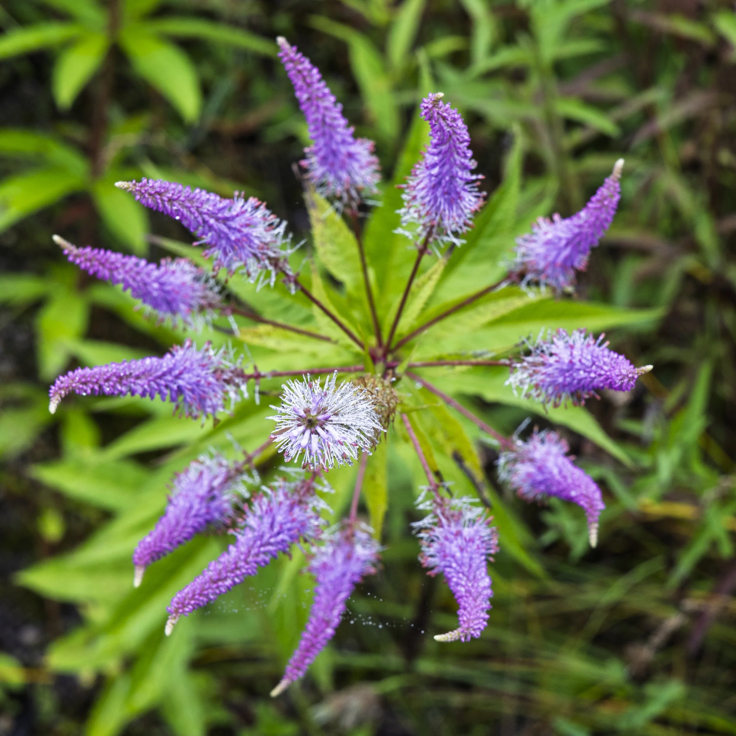 Purple 3