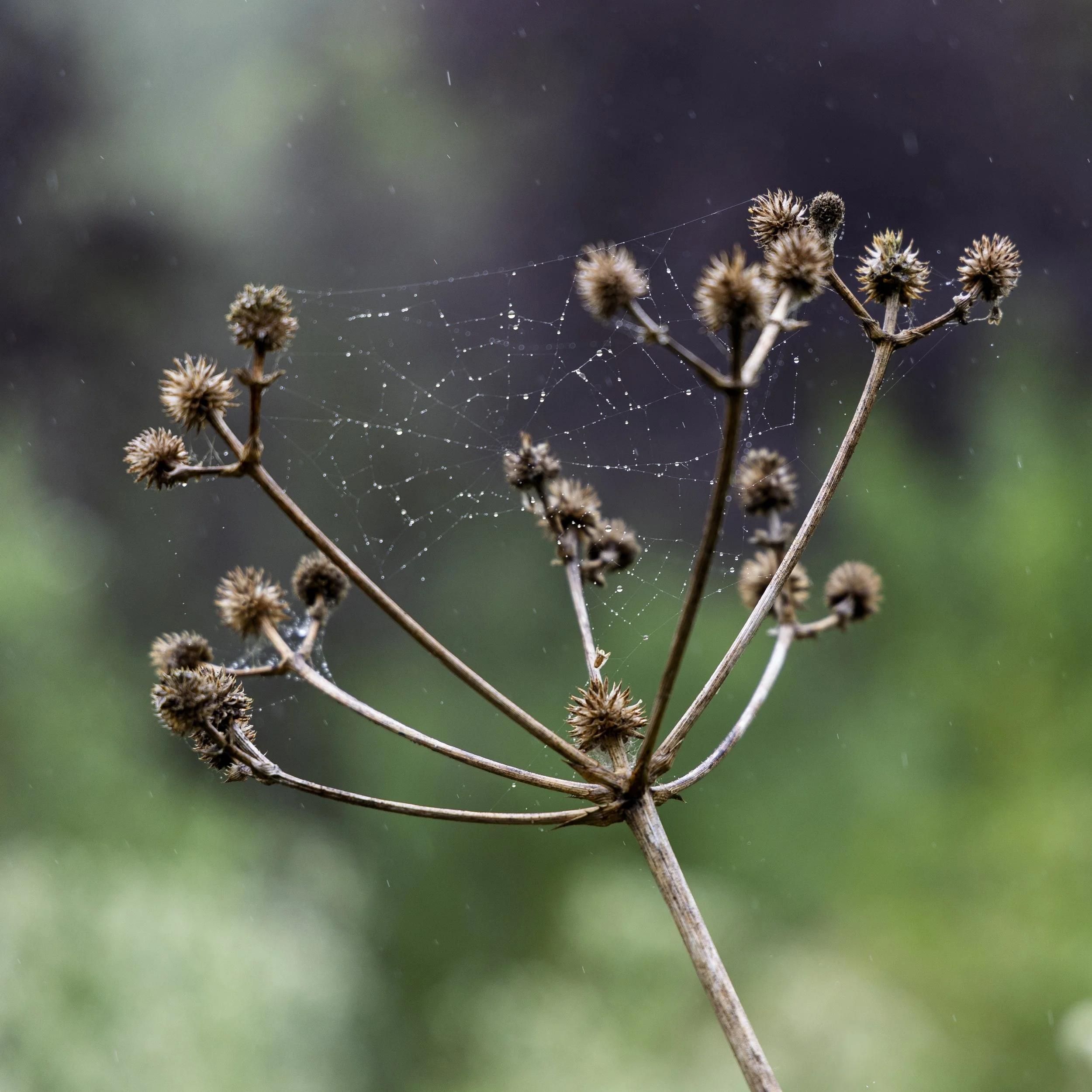 Rainy Web