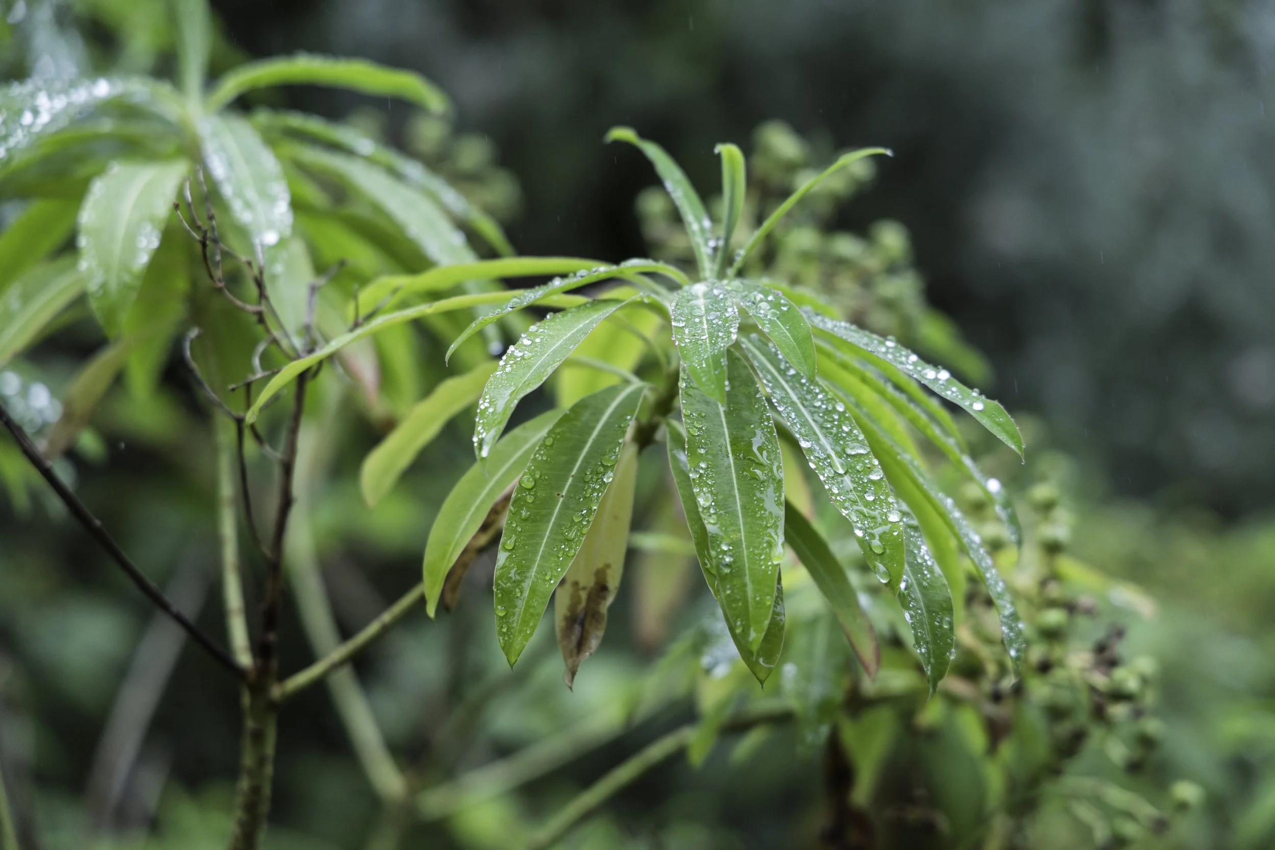 More Raindrops