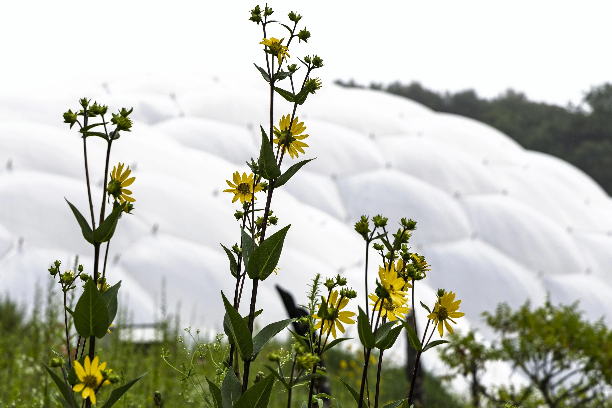 Daisies Against the Domes