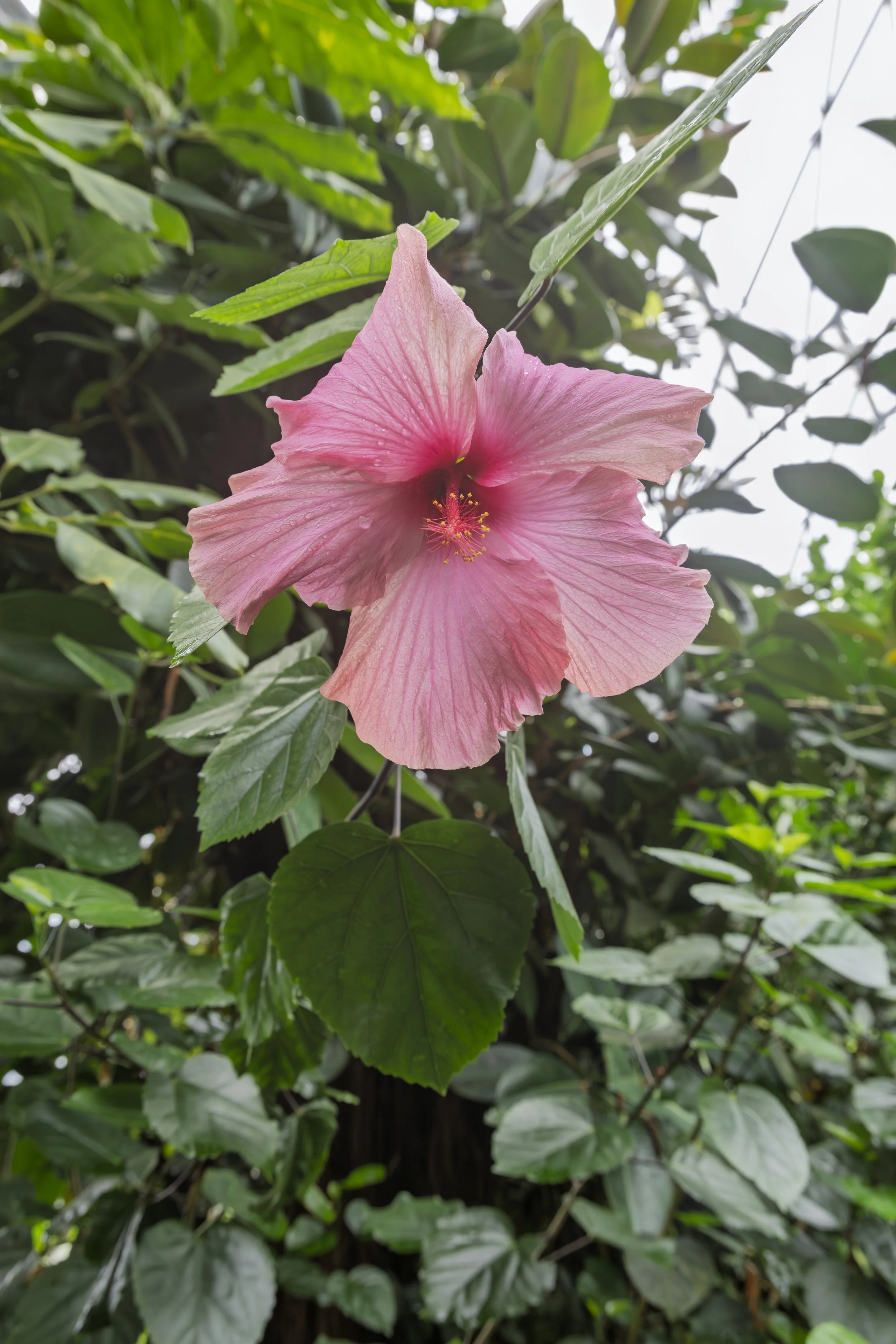 Big Pink Flower