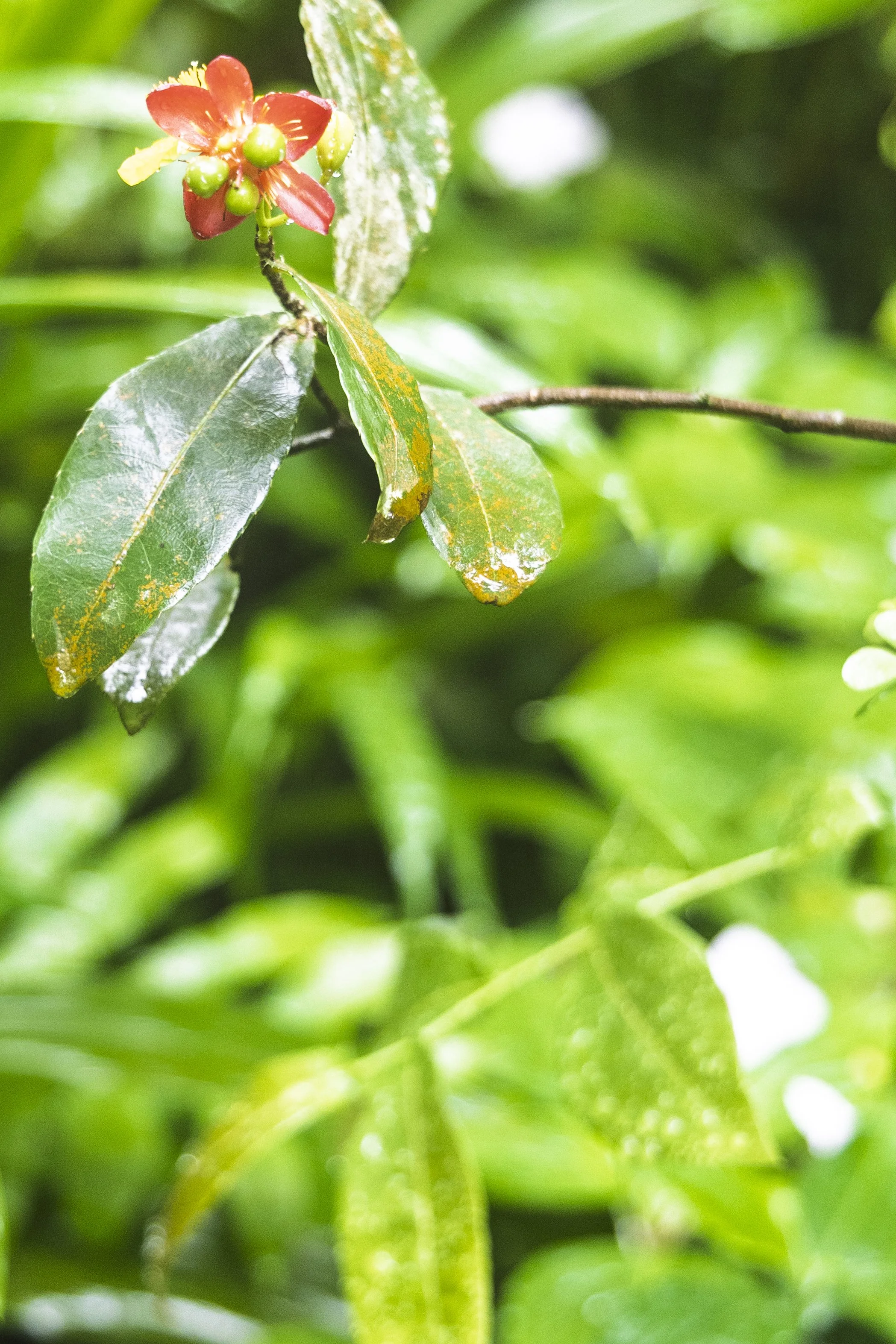 Mostly Green