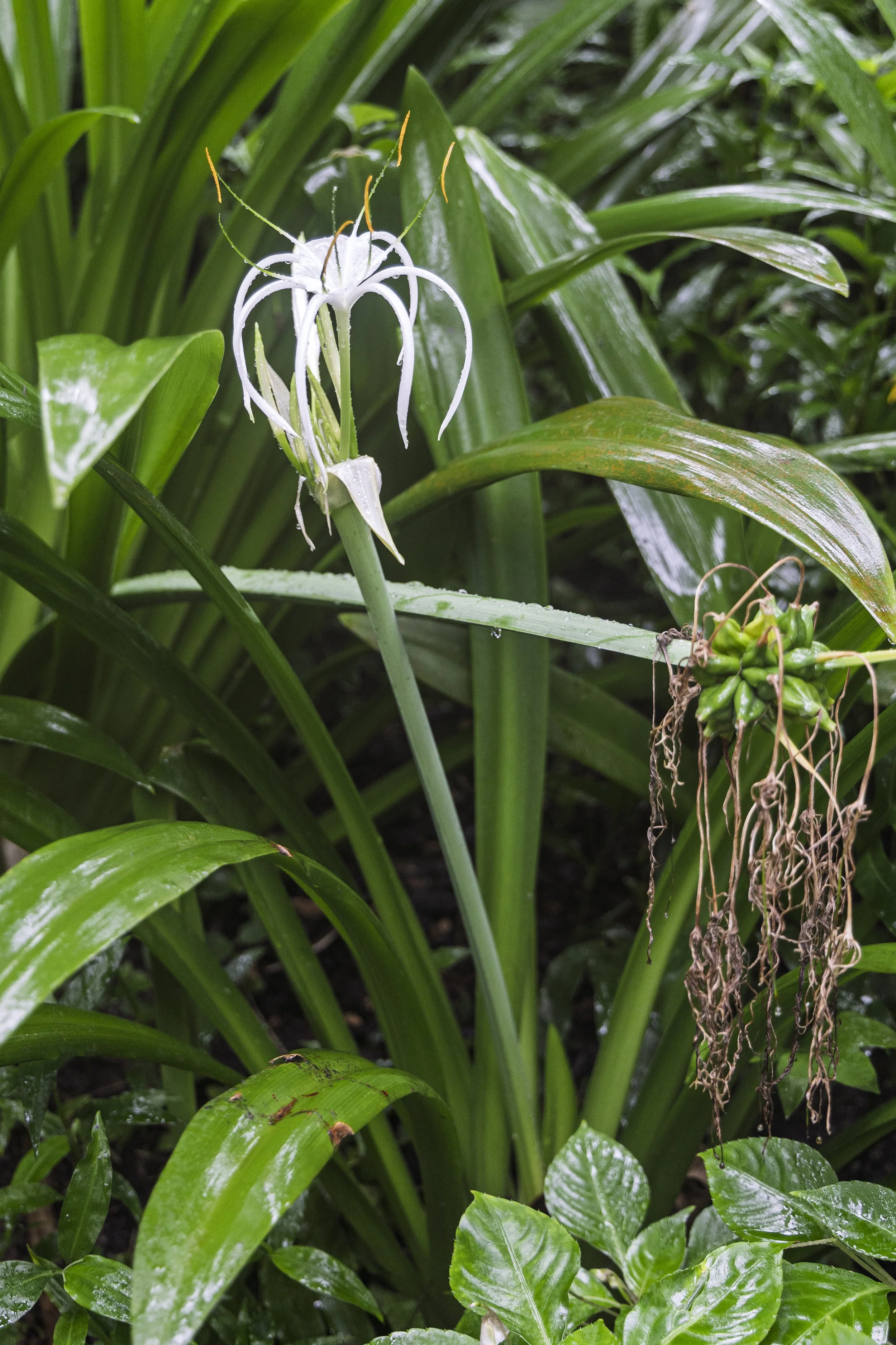 Moon Orchid