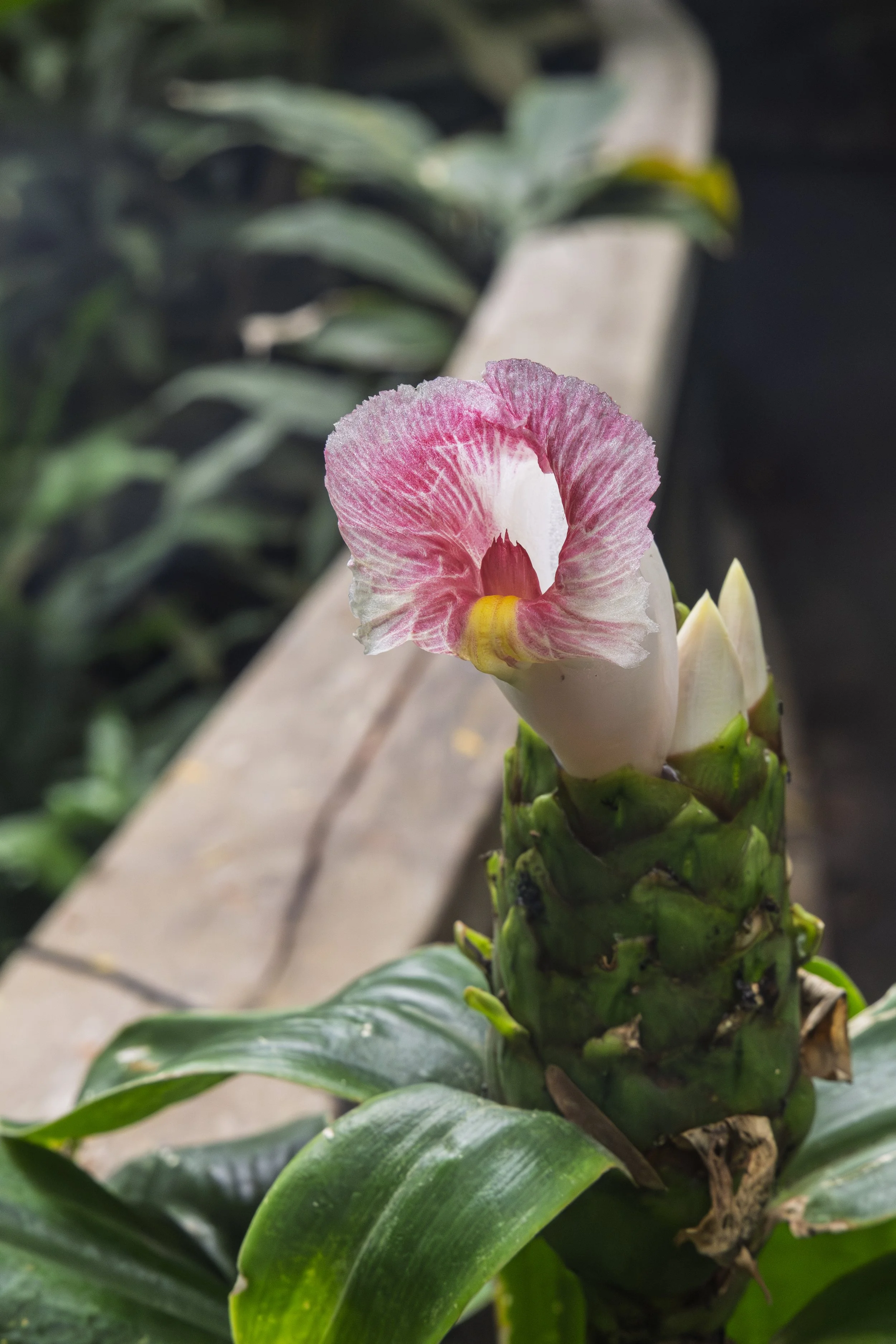 Trumpet Flower