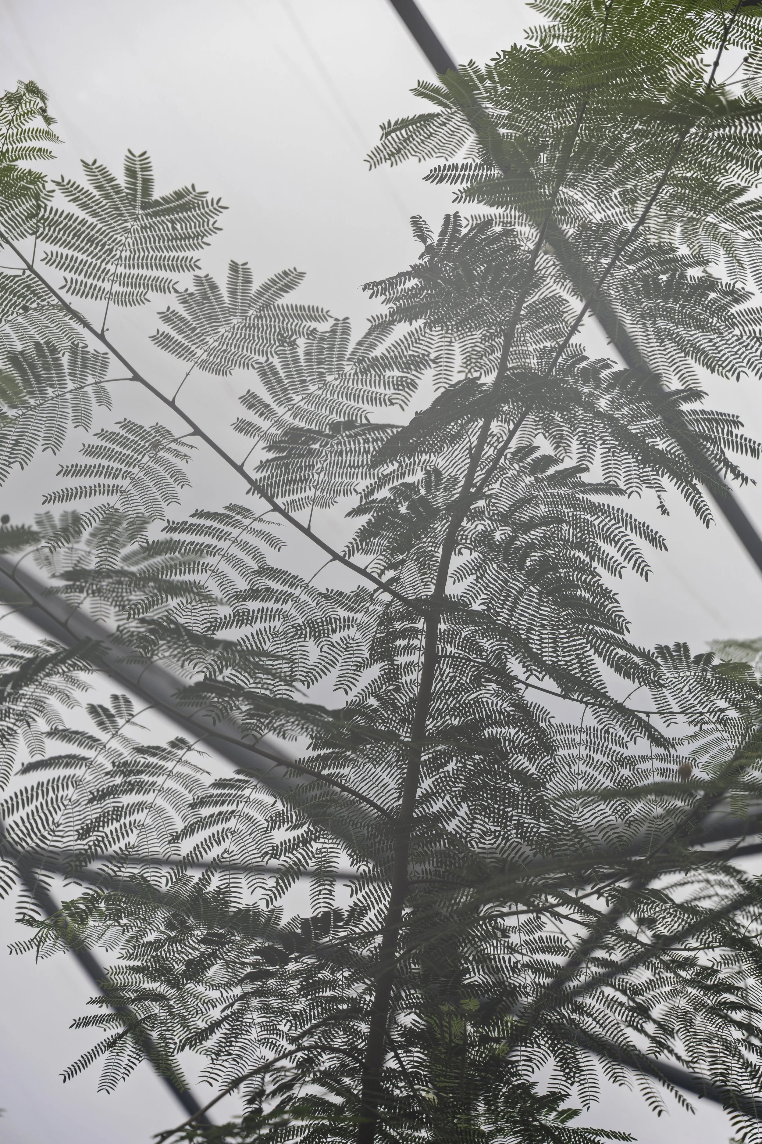 Misty Ferns