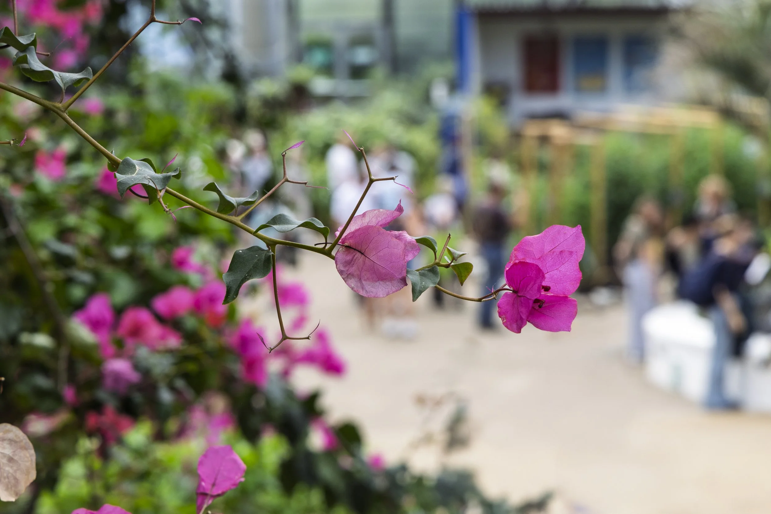 Bougainvillea in the Dome