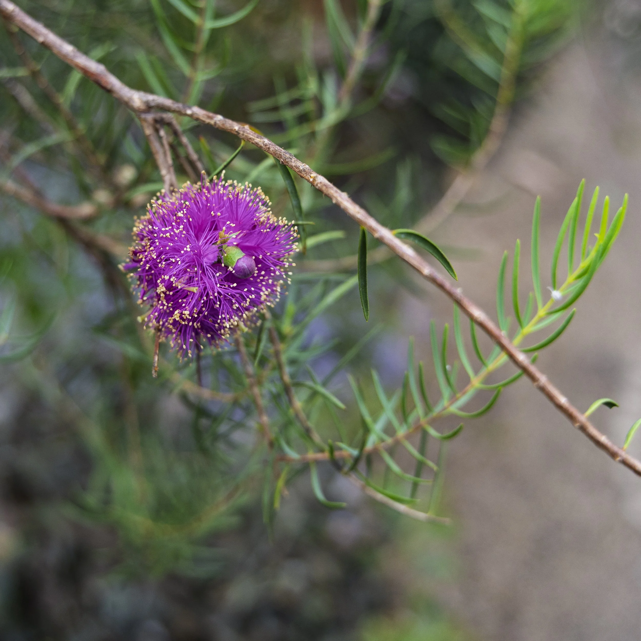 Showy Honey Myrtle