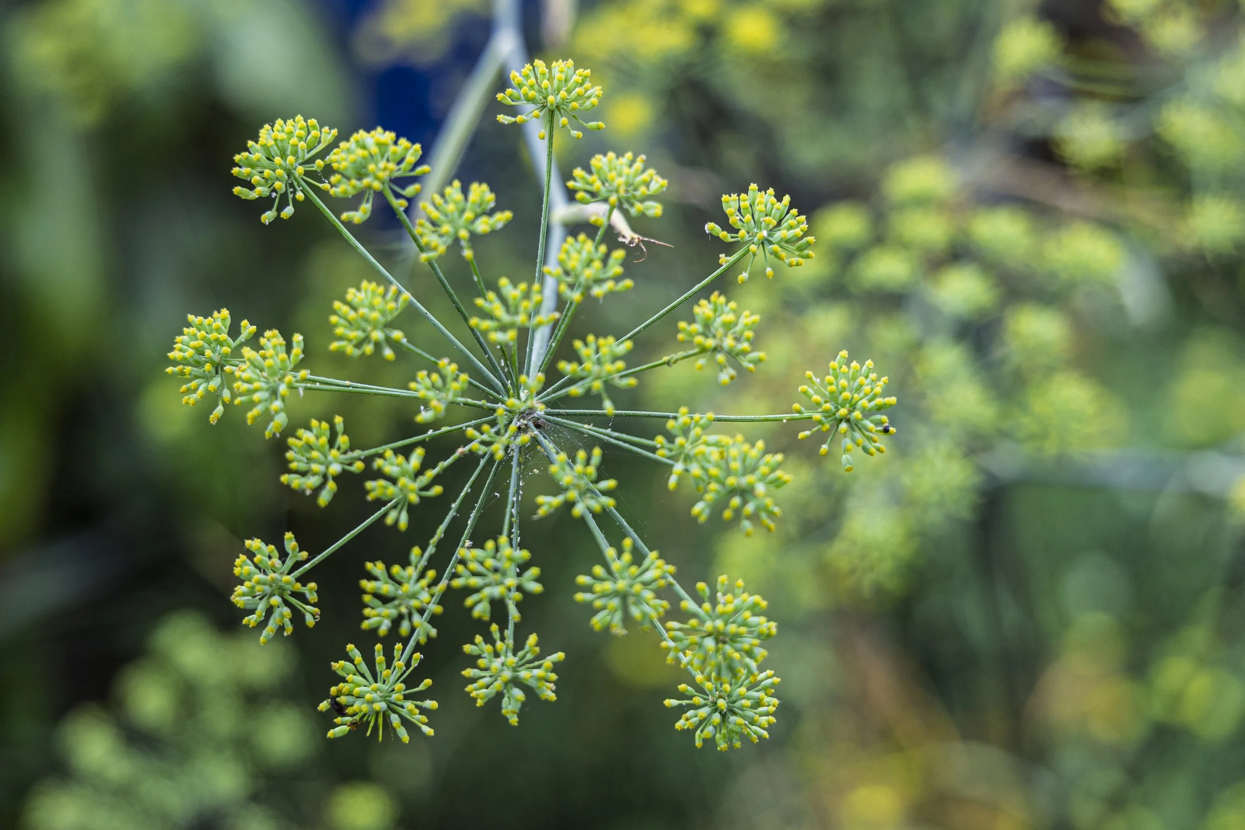 Dill