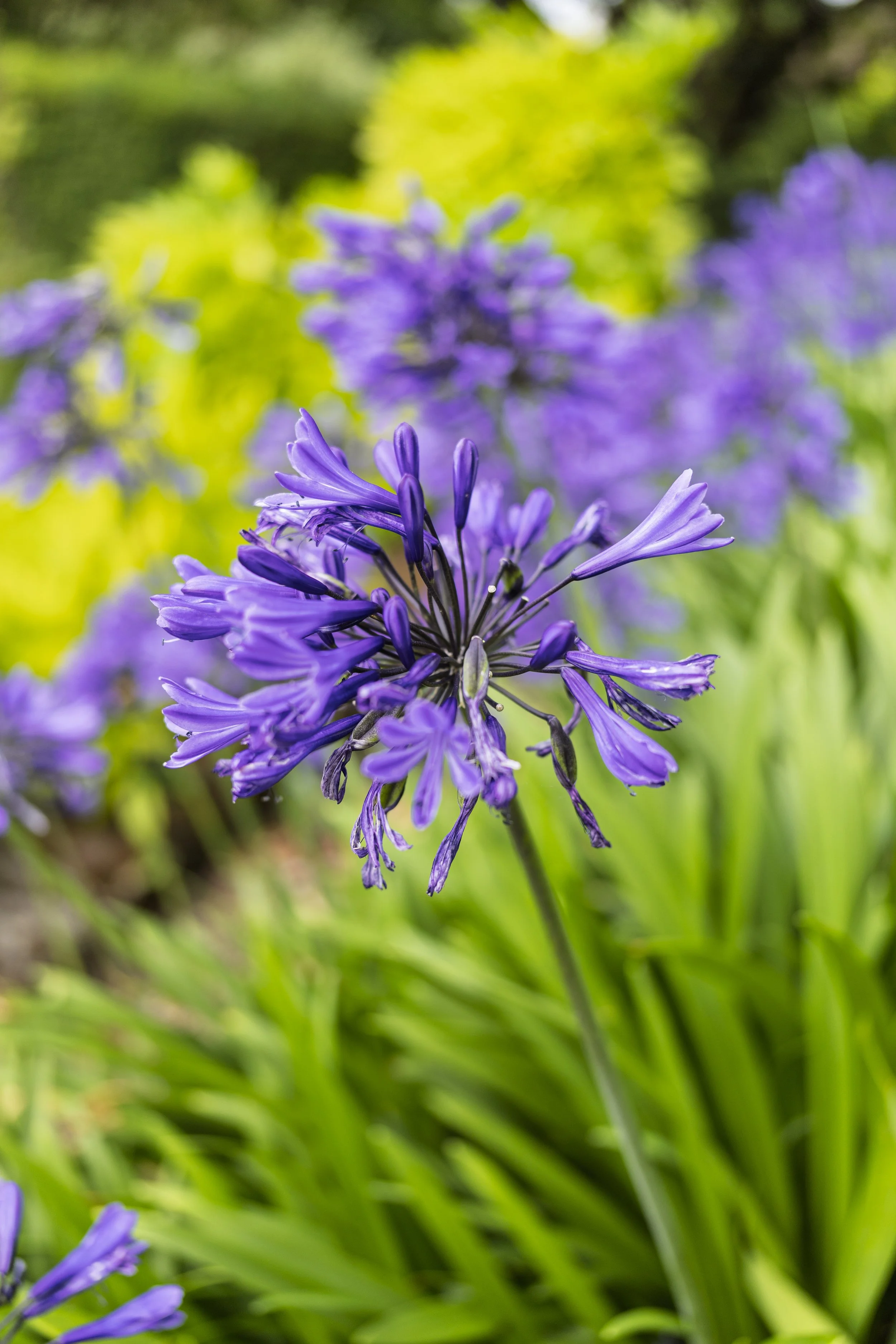 Agapanthus in Fenton House