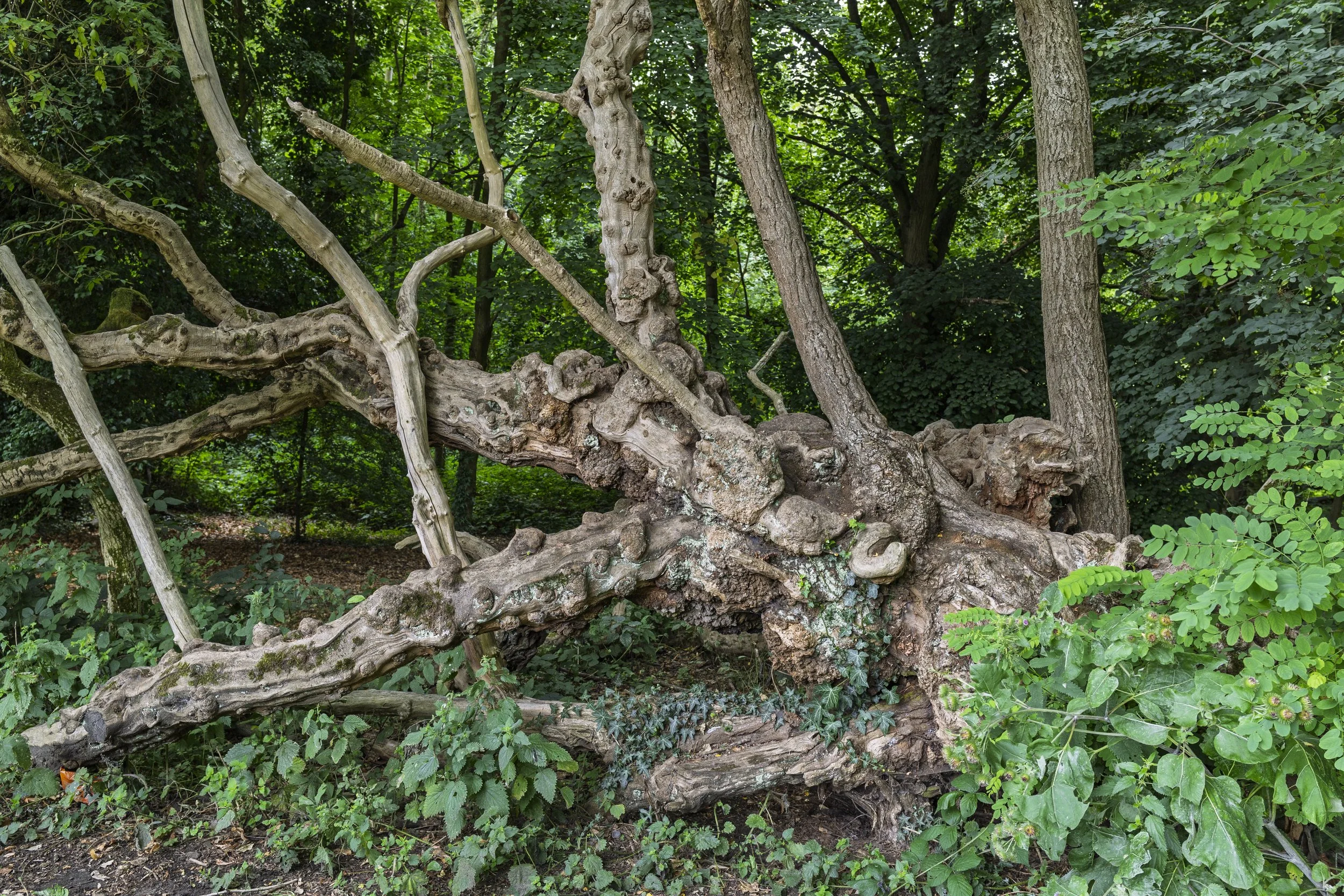 Hampstead Heath Woods