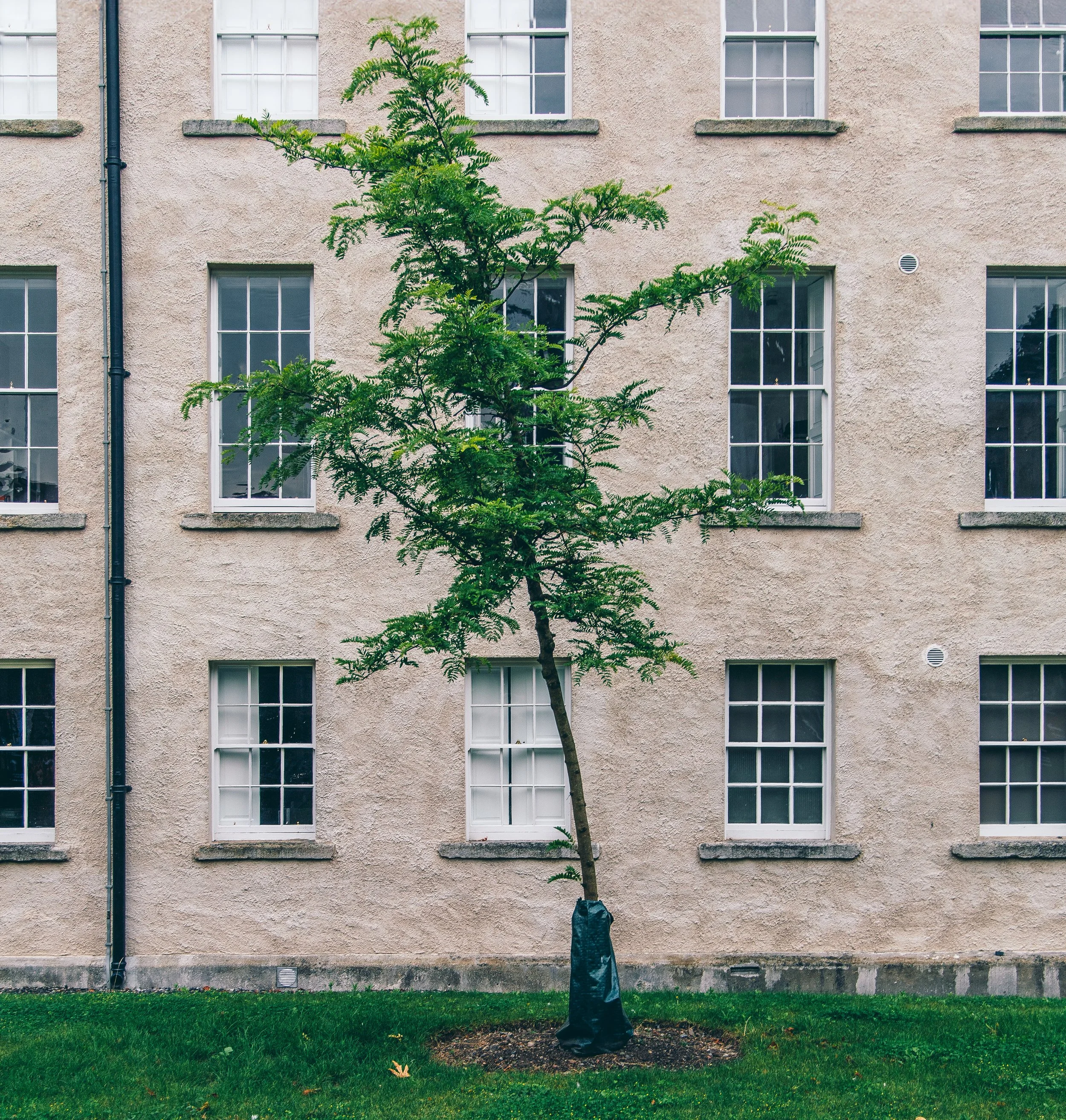 Tree at Trinity College