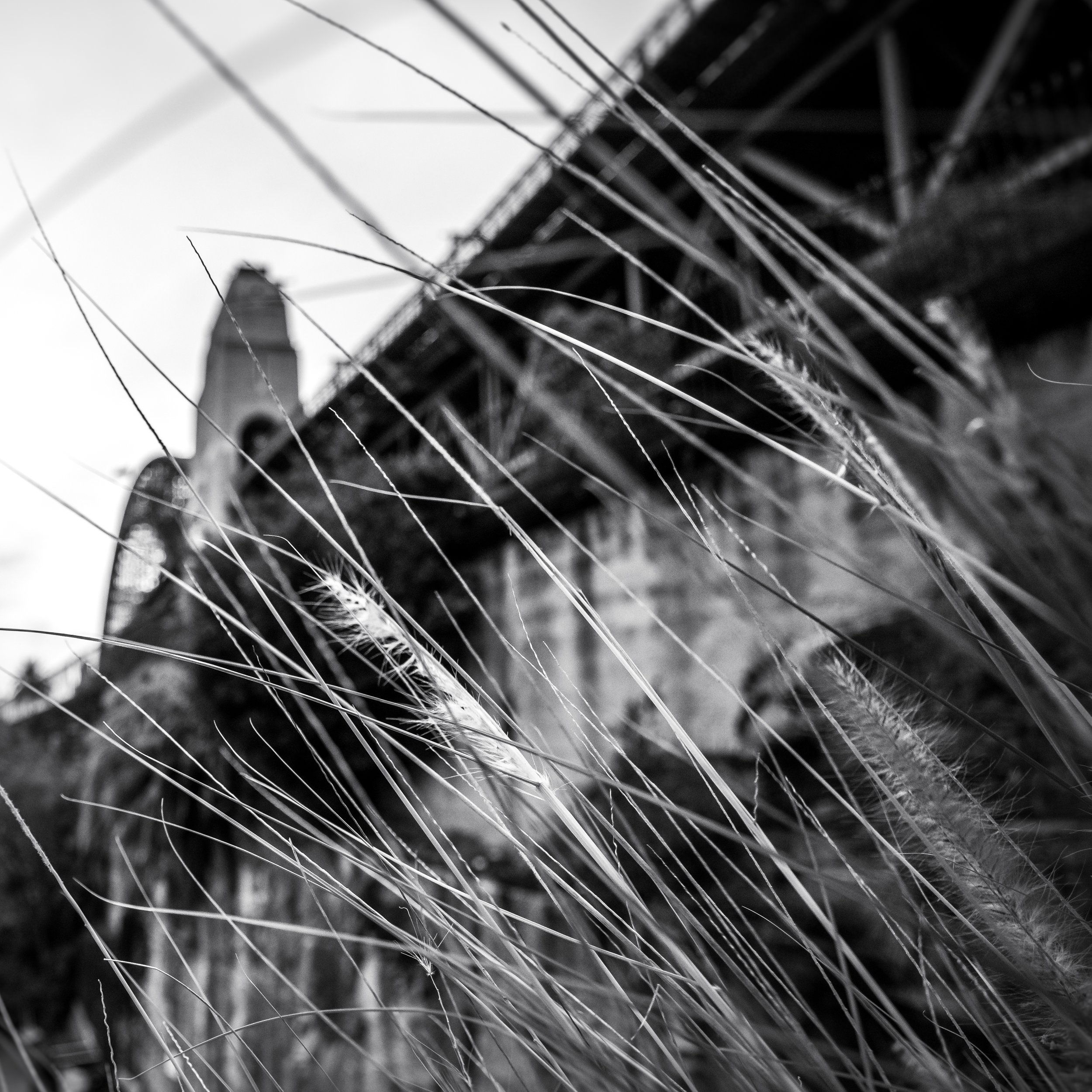Grass under the Bridge