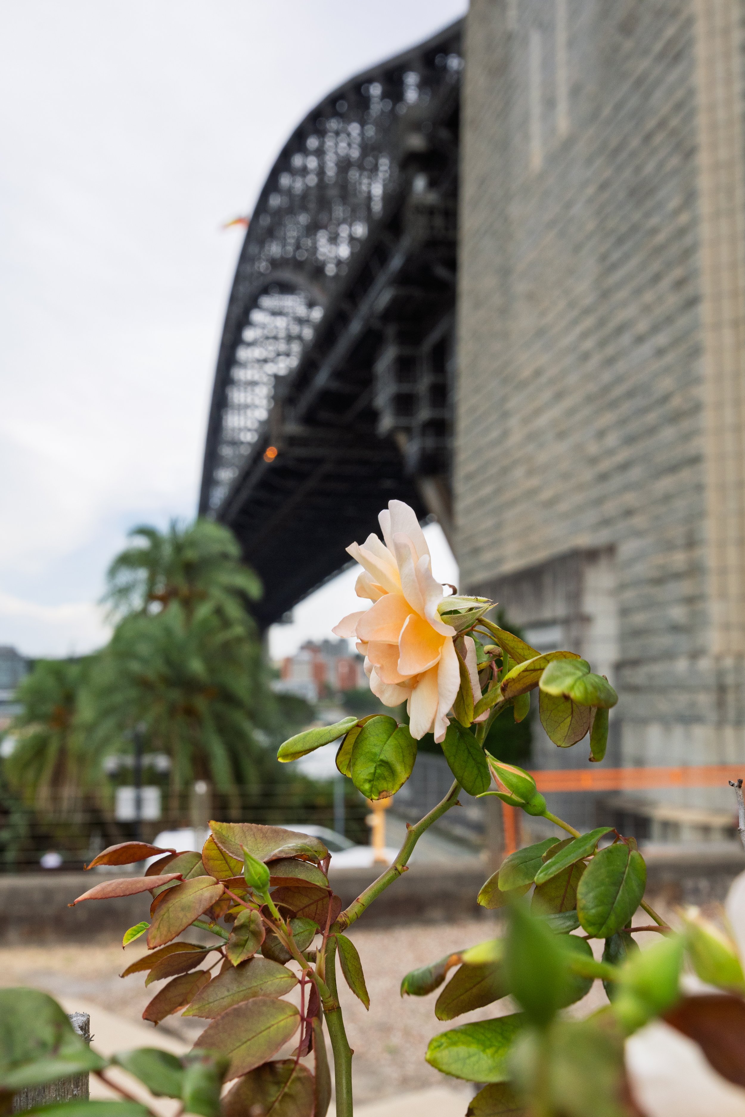 Rose and Bridge