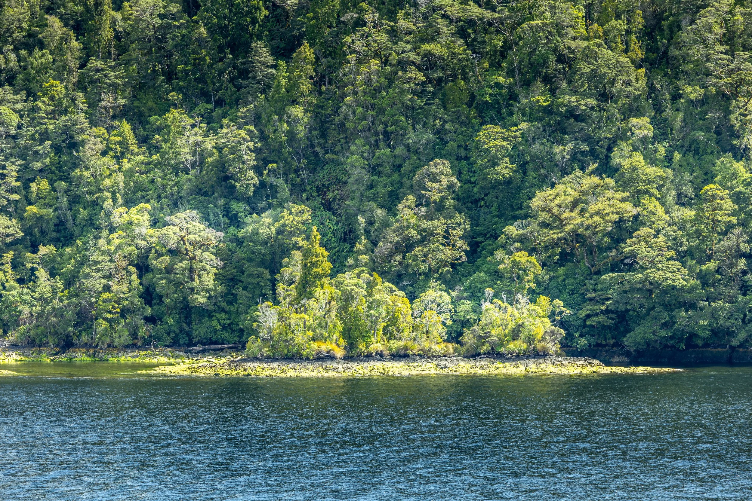 Doubtful Sound Green