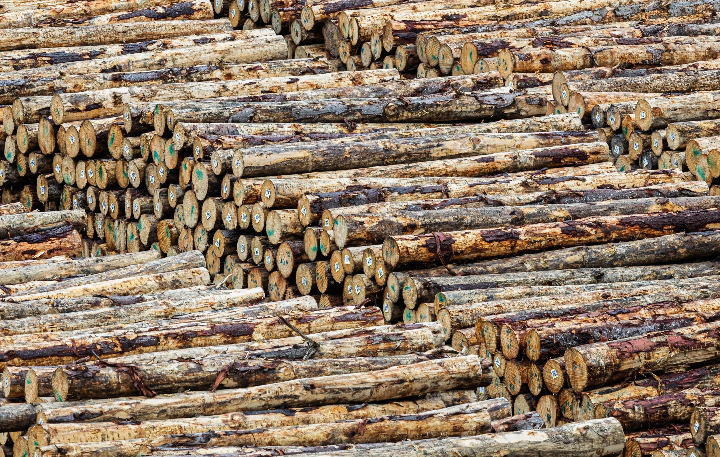 Obligatory Logs in a New Zealand Port