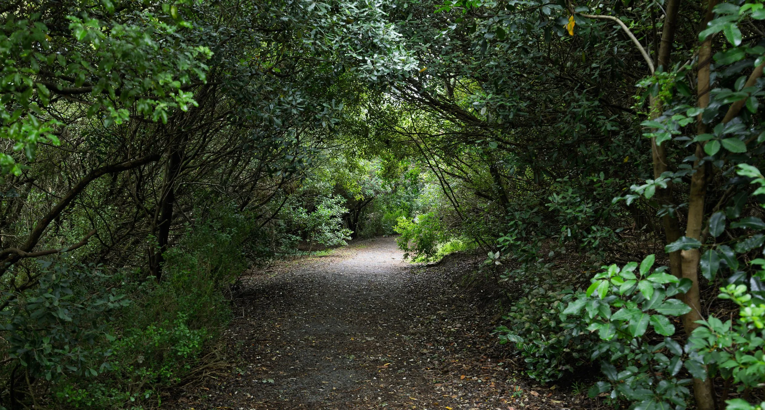 Shady Track on Cashmere Hill