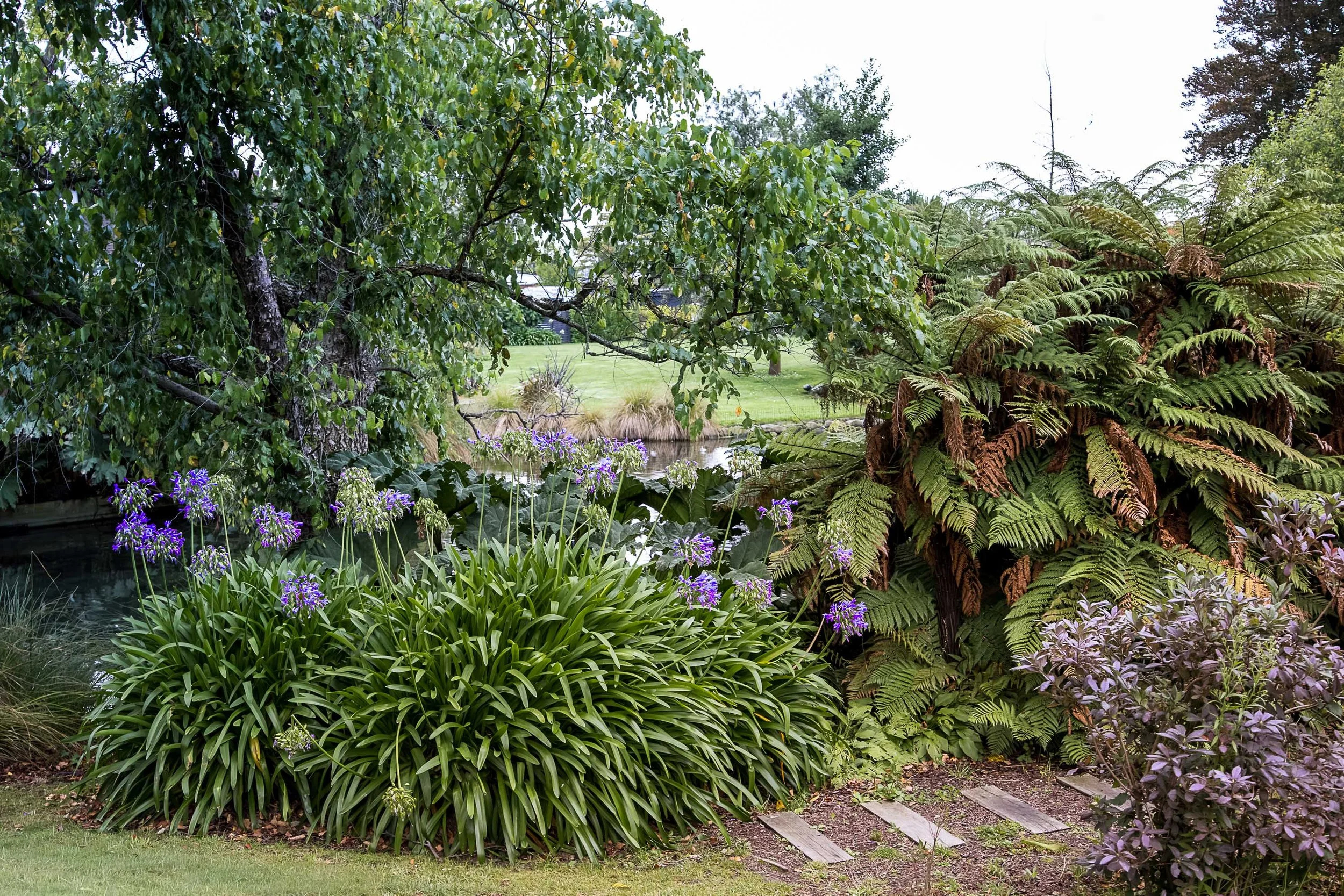 Agapanthus at Mona Vale