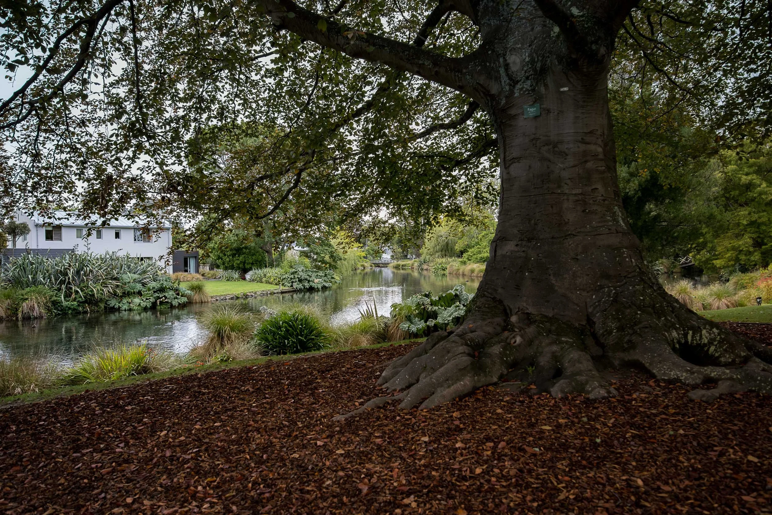 Beech Tree Mona Vale