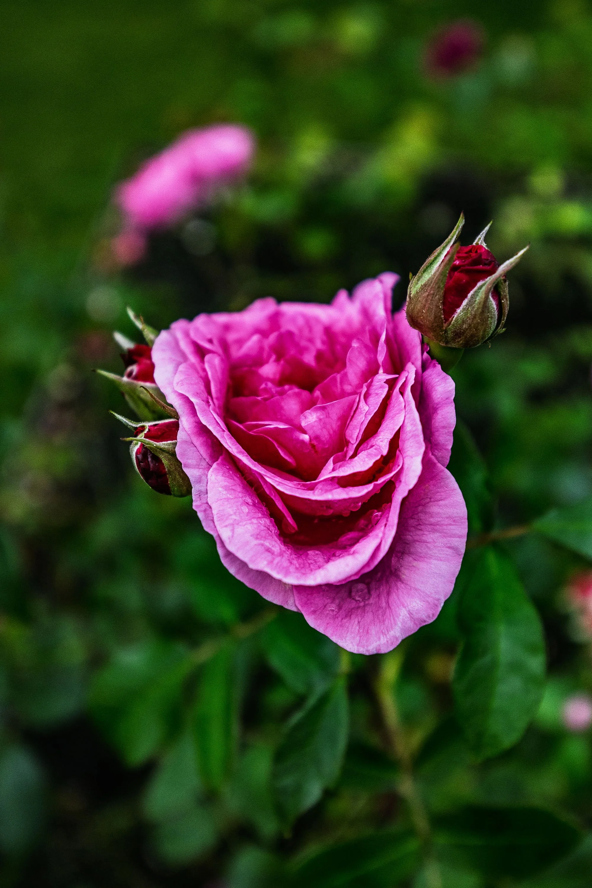 Rose in Mona Vale