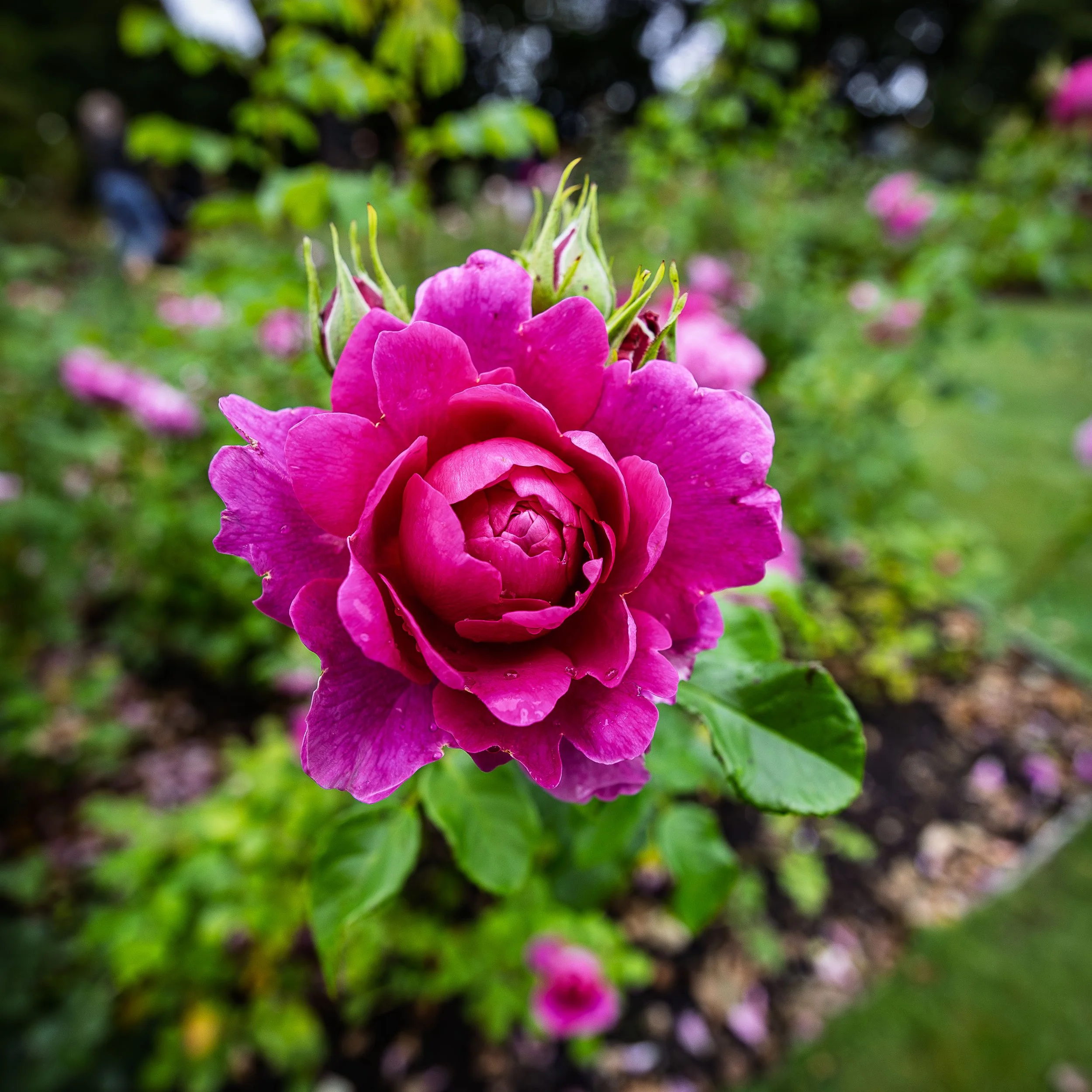 Another Rose at Mona Vale