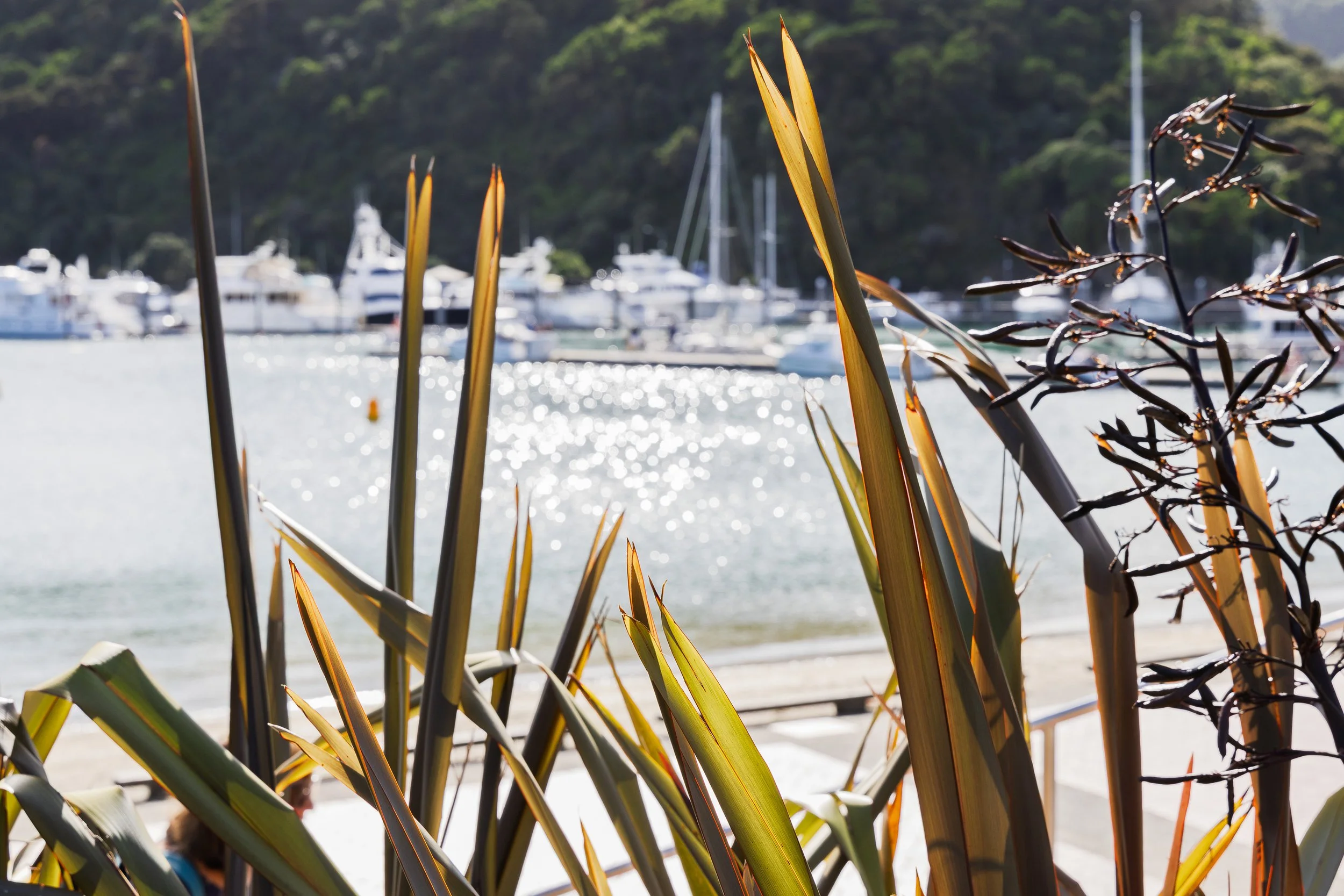 Shore Reeds