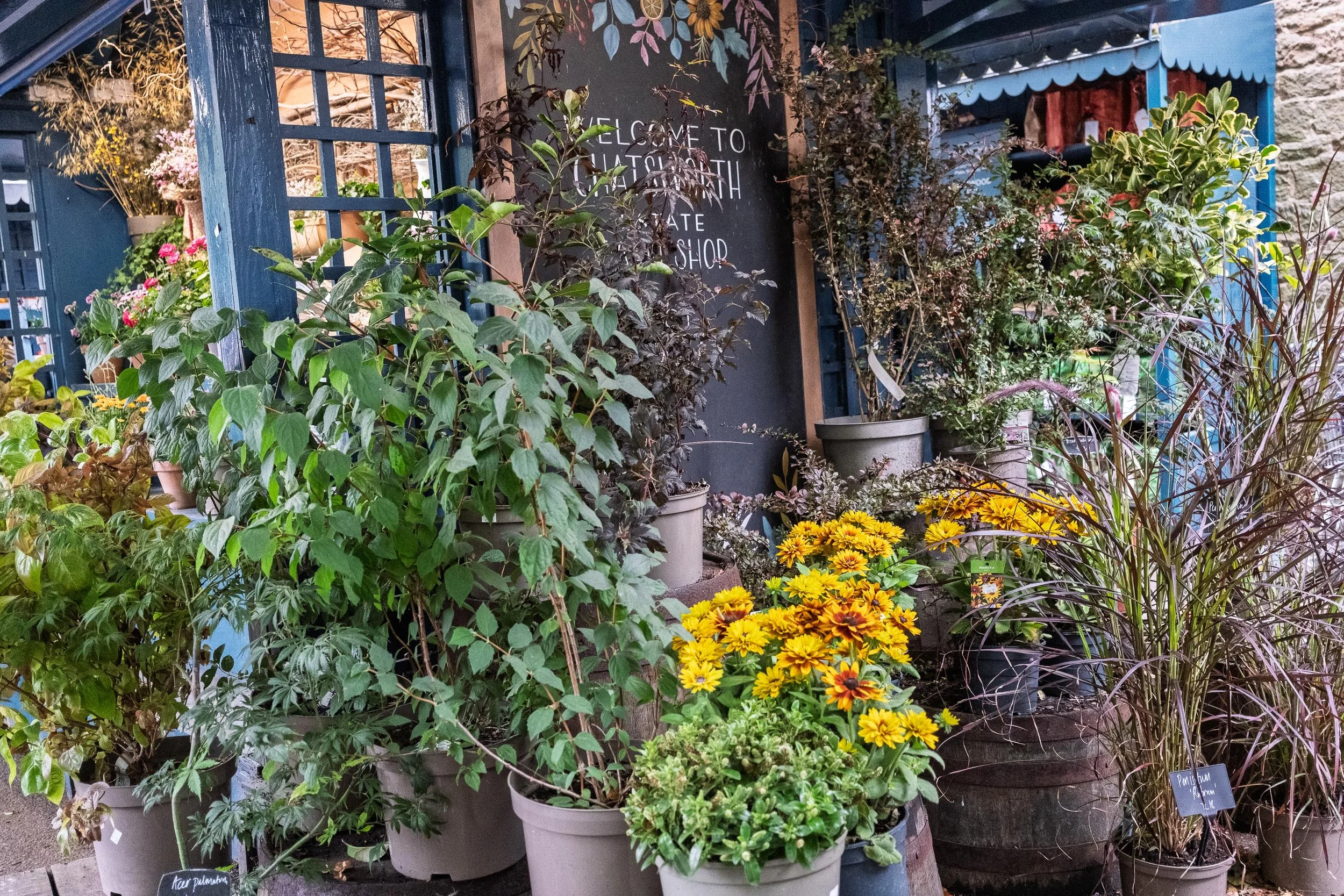 Flower Stalls