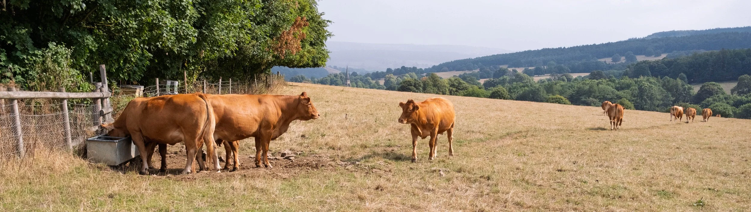 Cows coming up the hill 