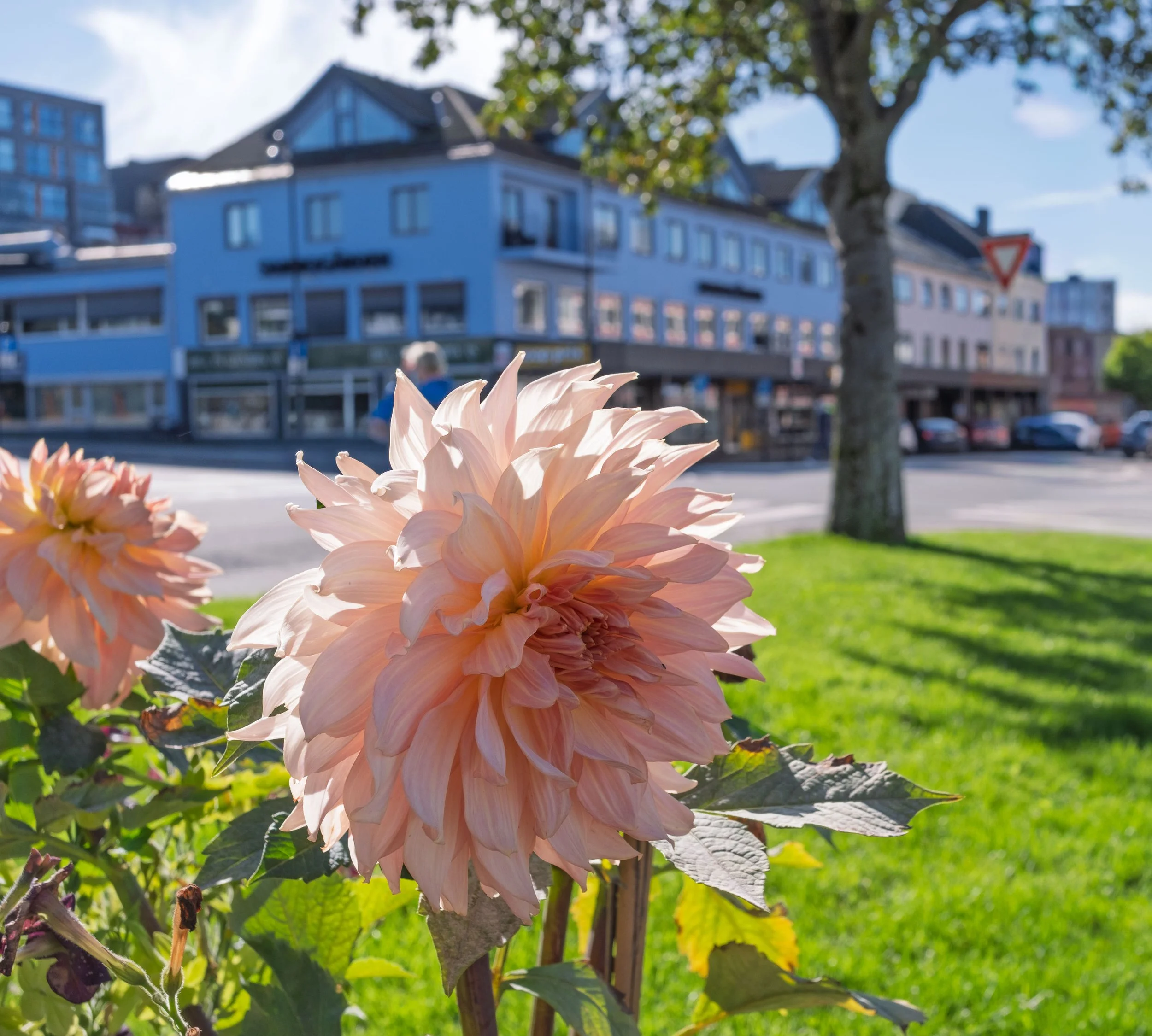 Flower in Bodo