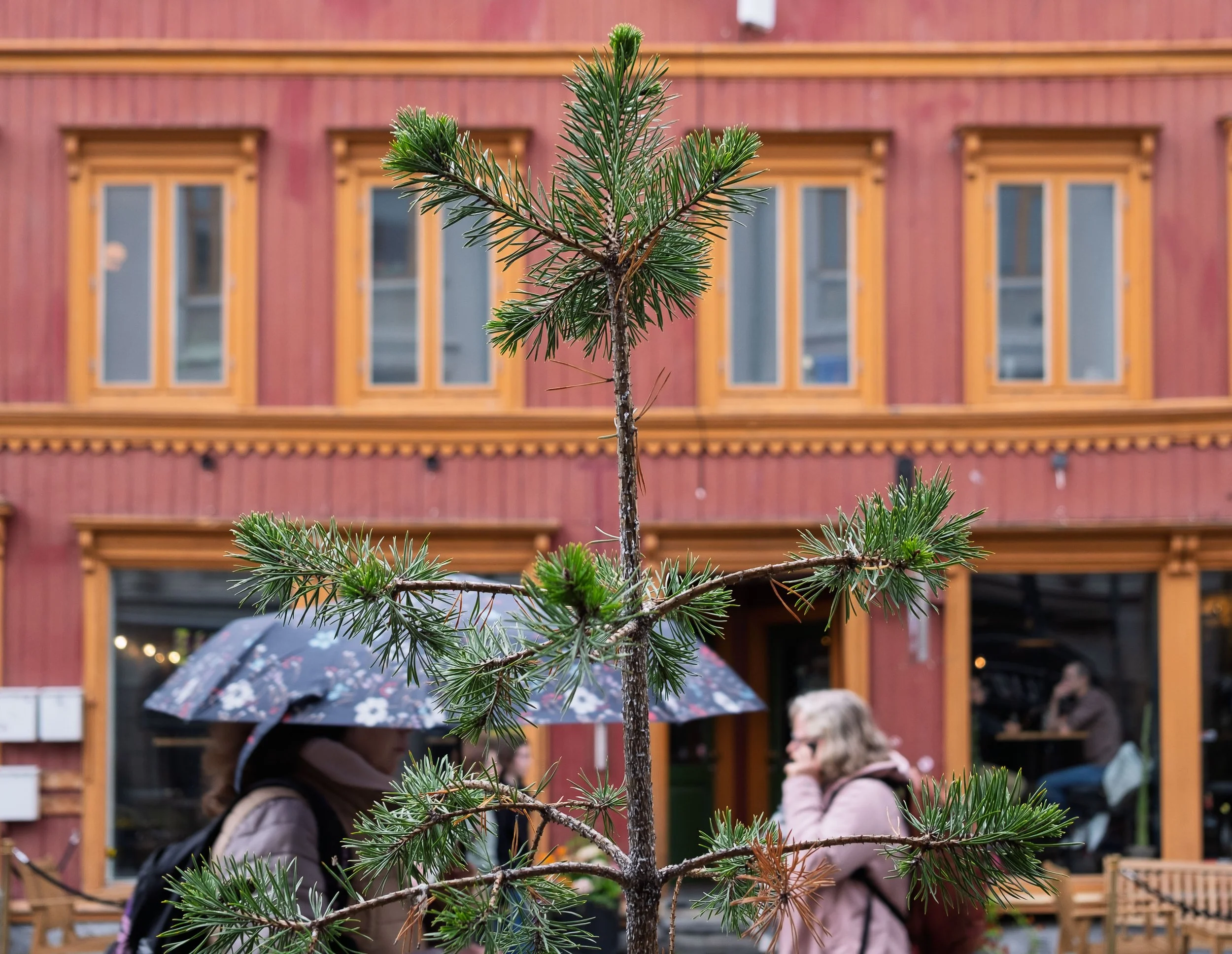 Building and Tree in Tromso