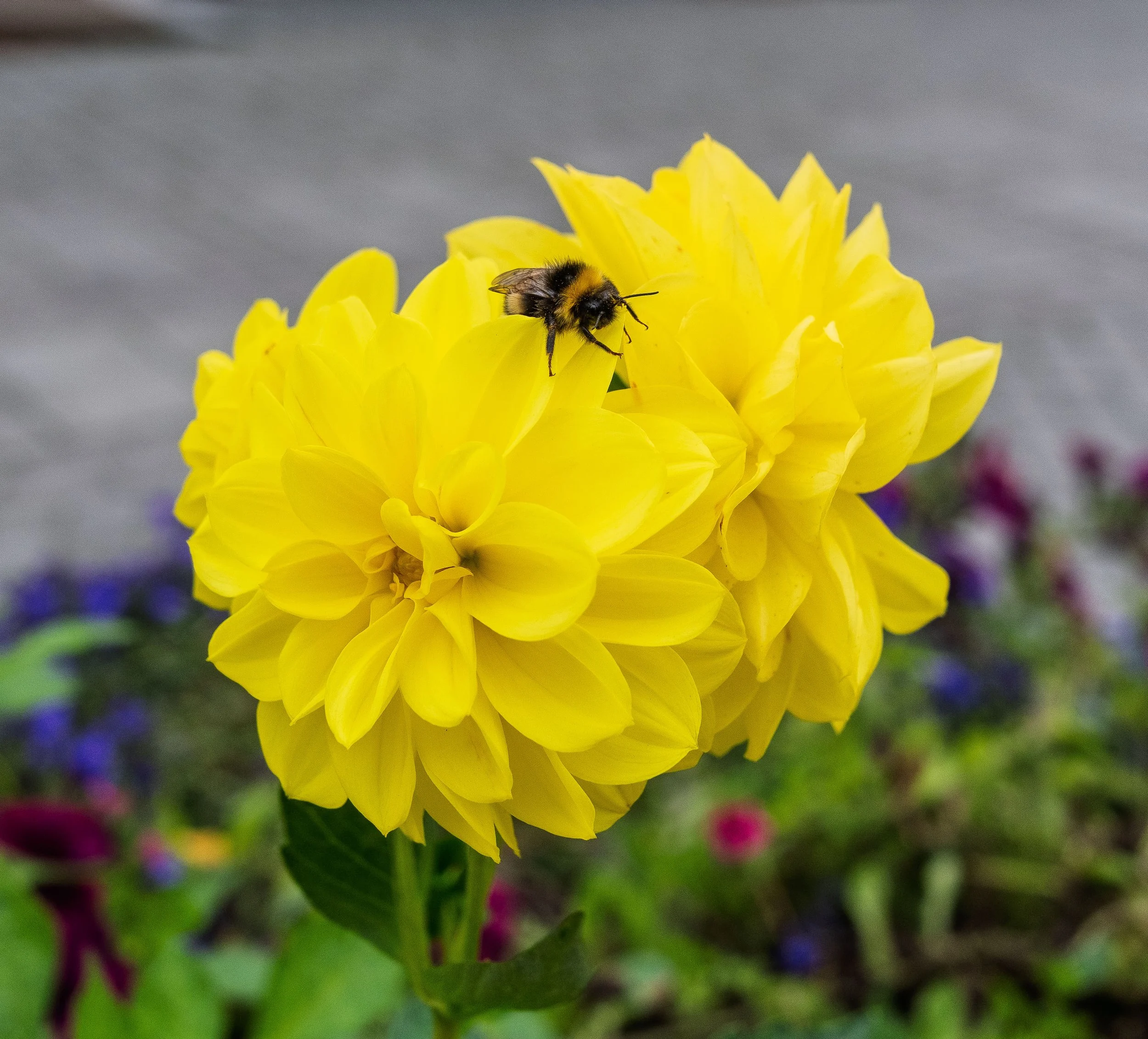 Downtown Bee in Kirkenes