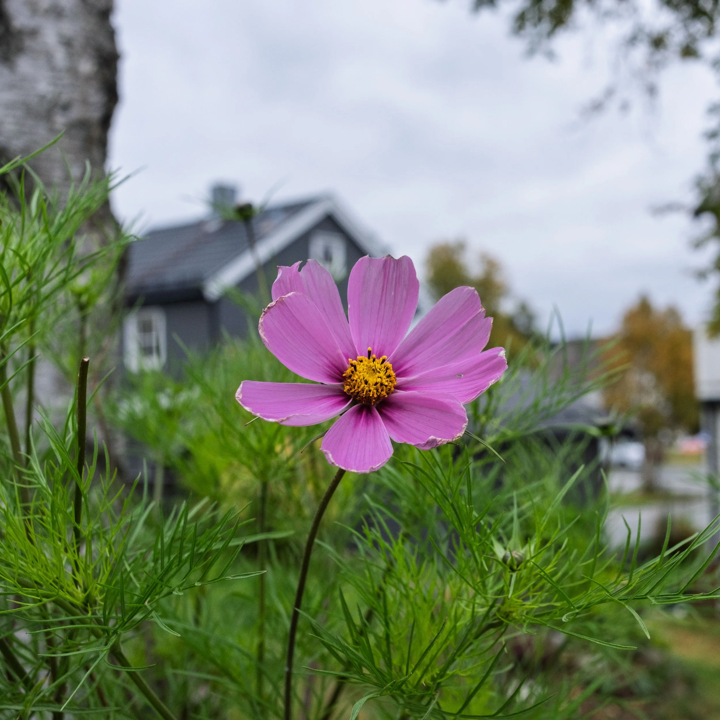 Purple Flower in Kirkenes