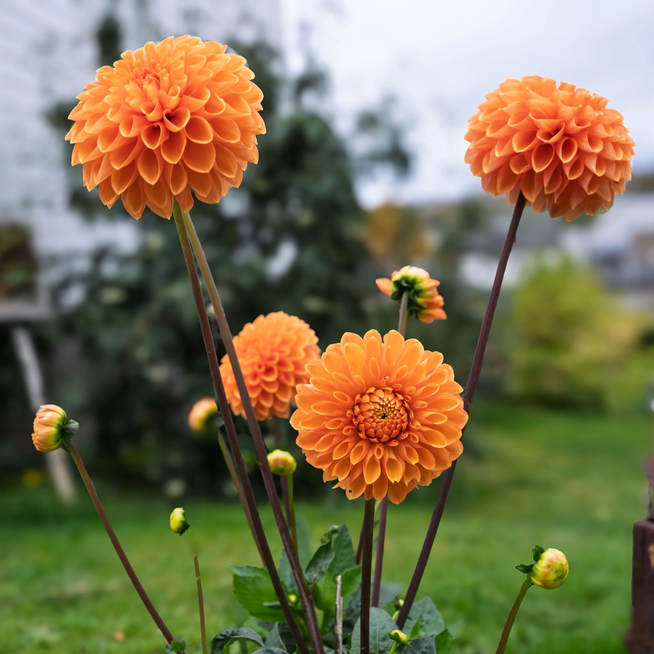 Orange Flowers in Kirkenes