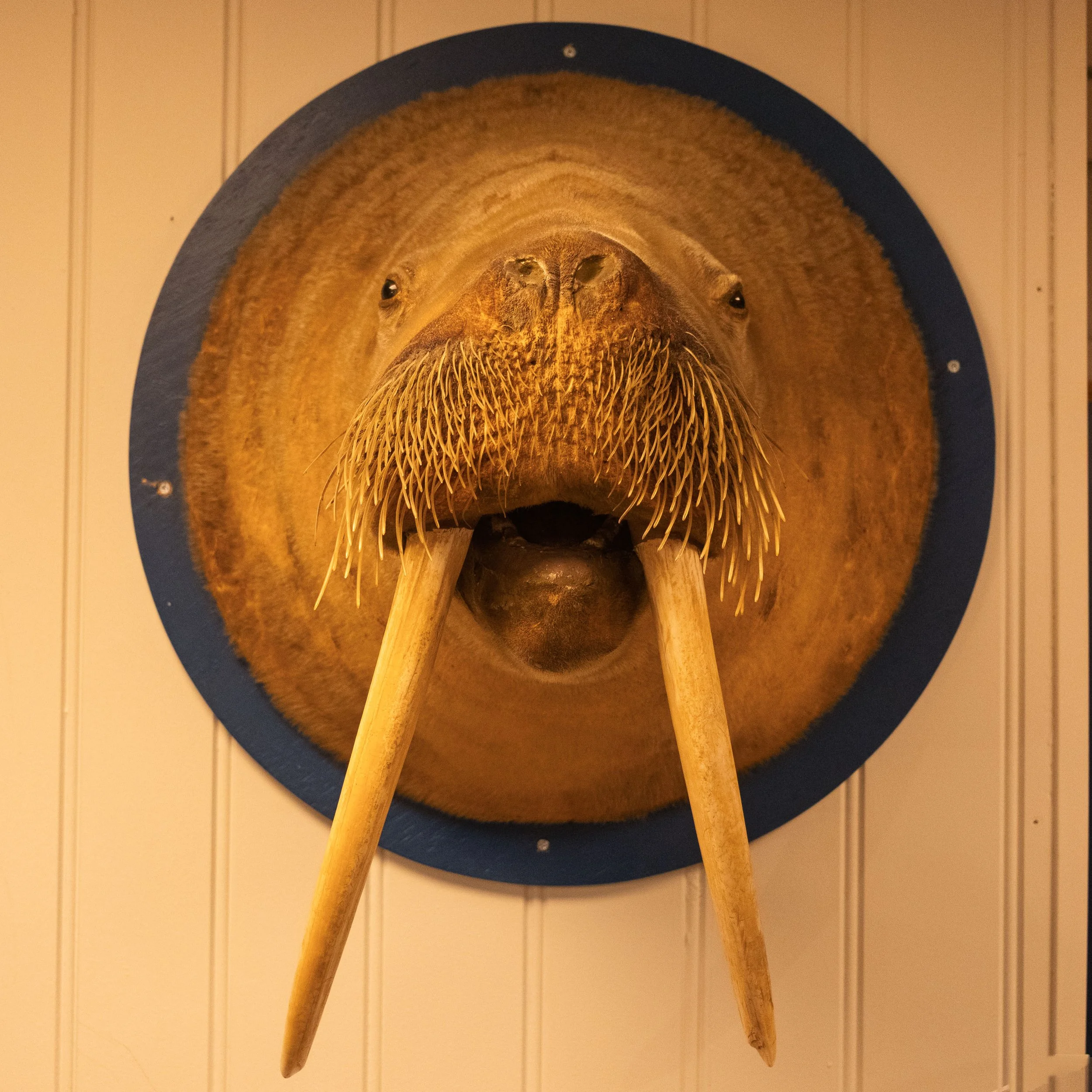 In the Royal &amp; Ancient Polar Bear Society