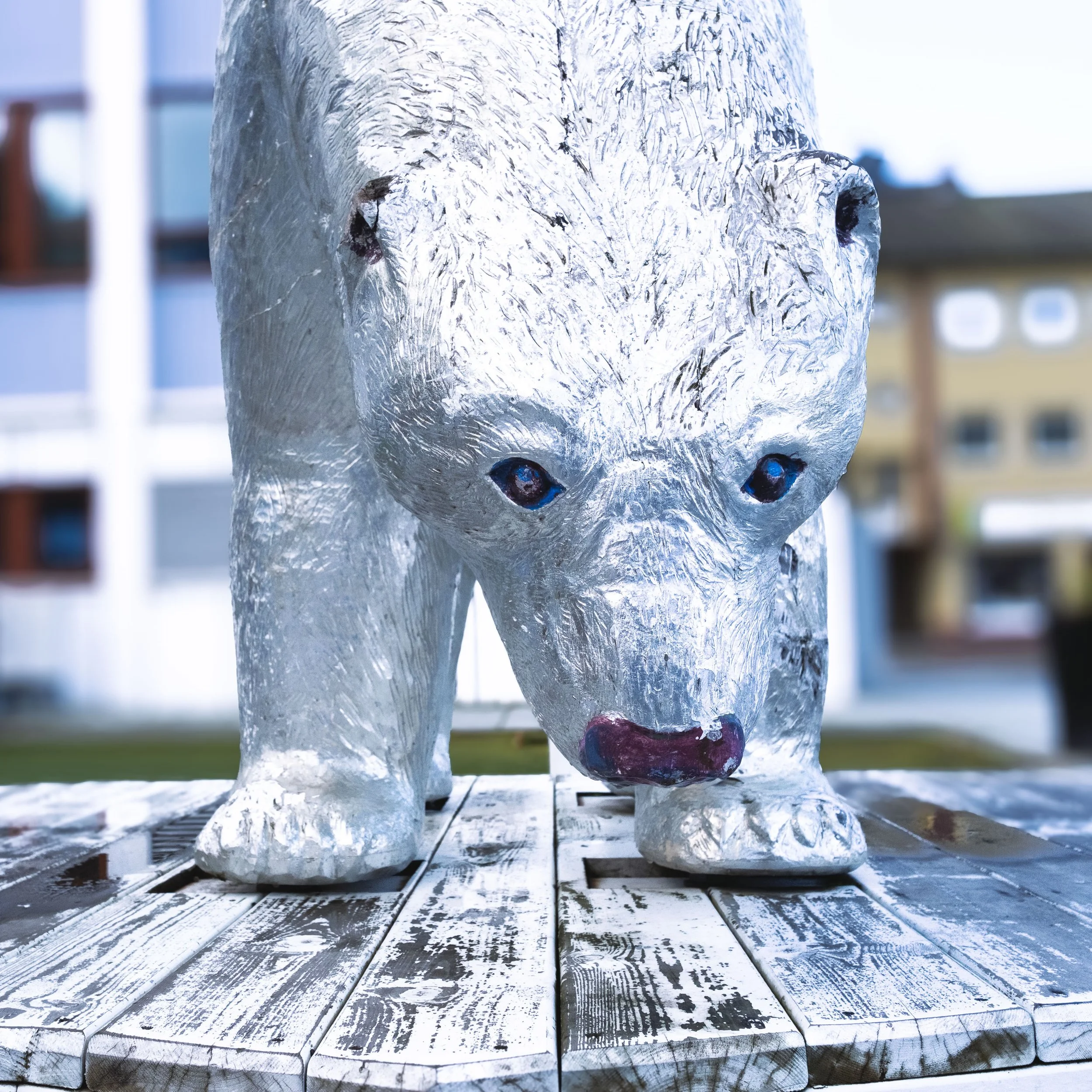 Polar Bear Outside the City Hall