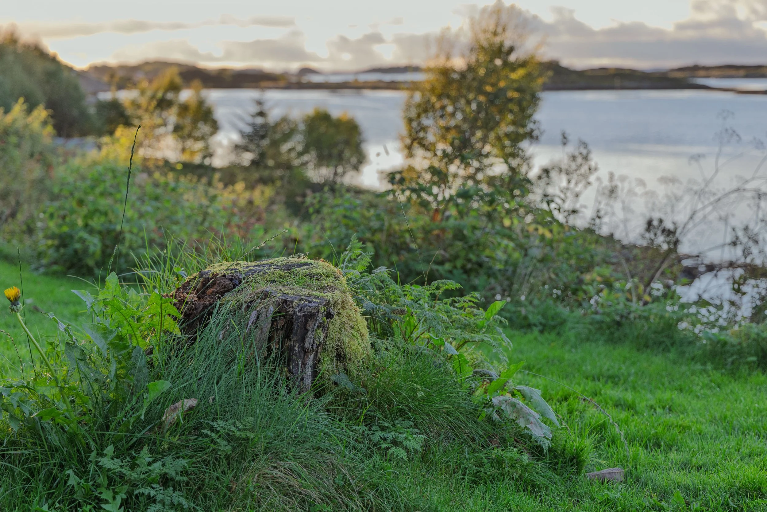 Grassy Stump Outside the Restaurant