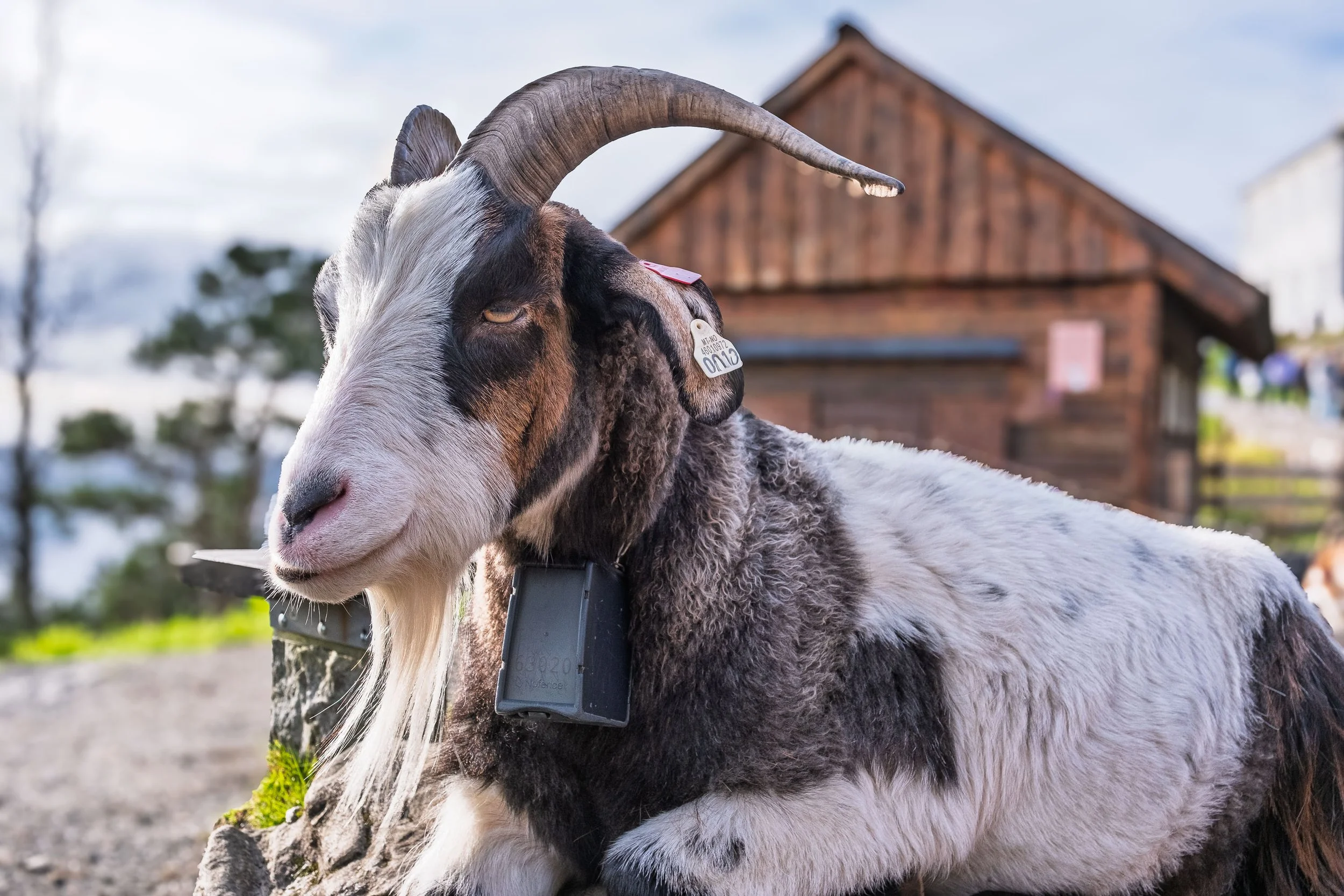 Goat at the Top