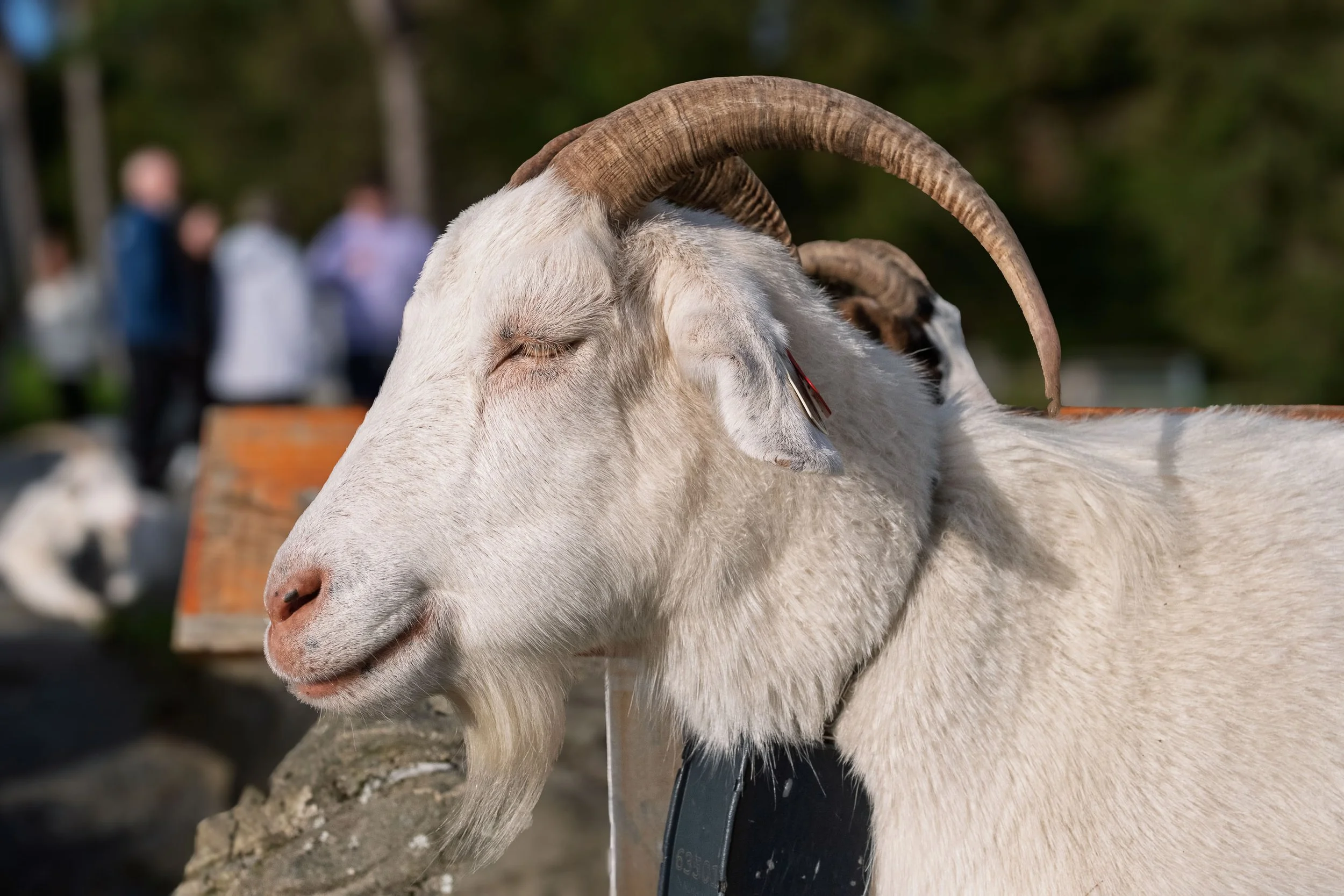 White Goat at the Top