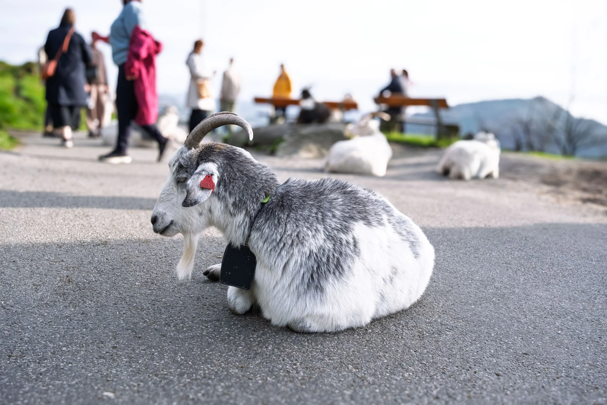 Grey and White Goat