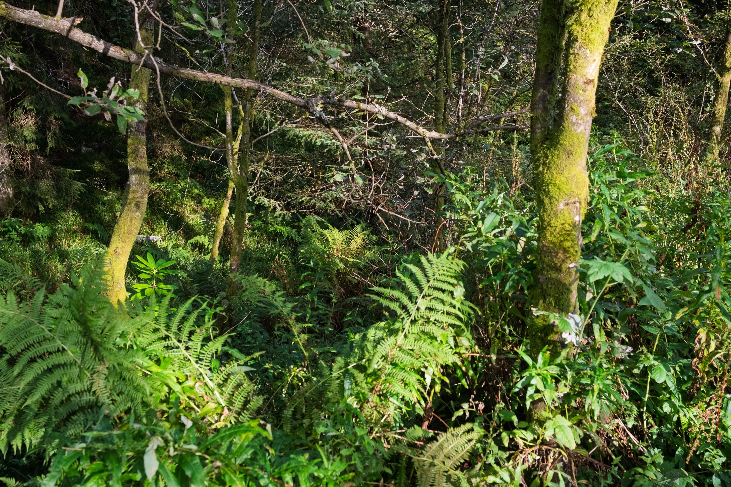 Ferny Valley at the top of Floyen