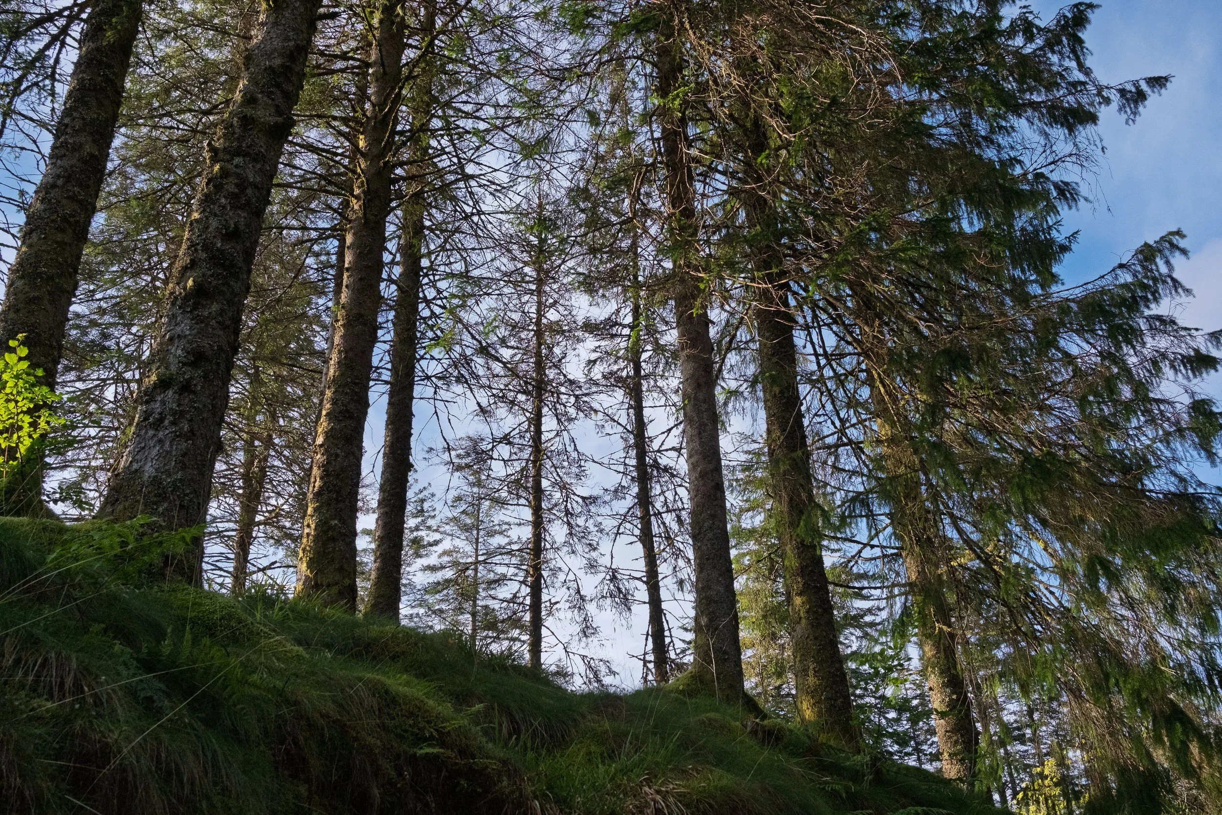 Pines at Sunset