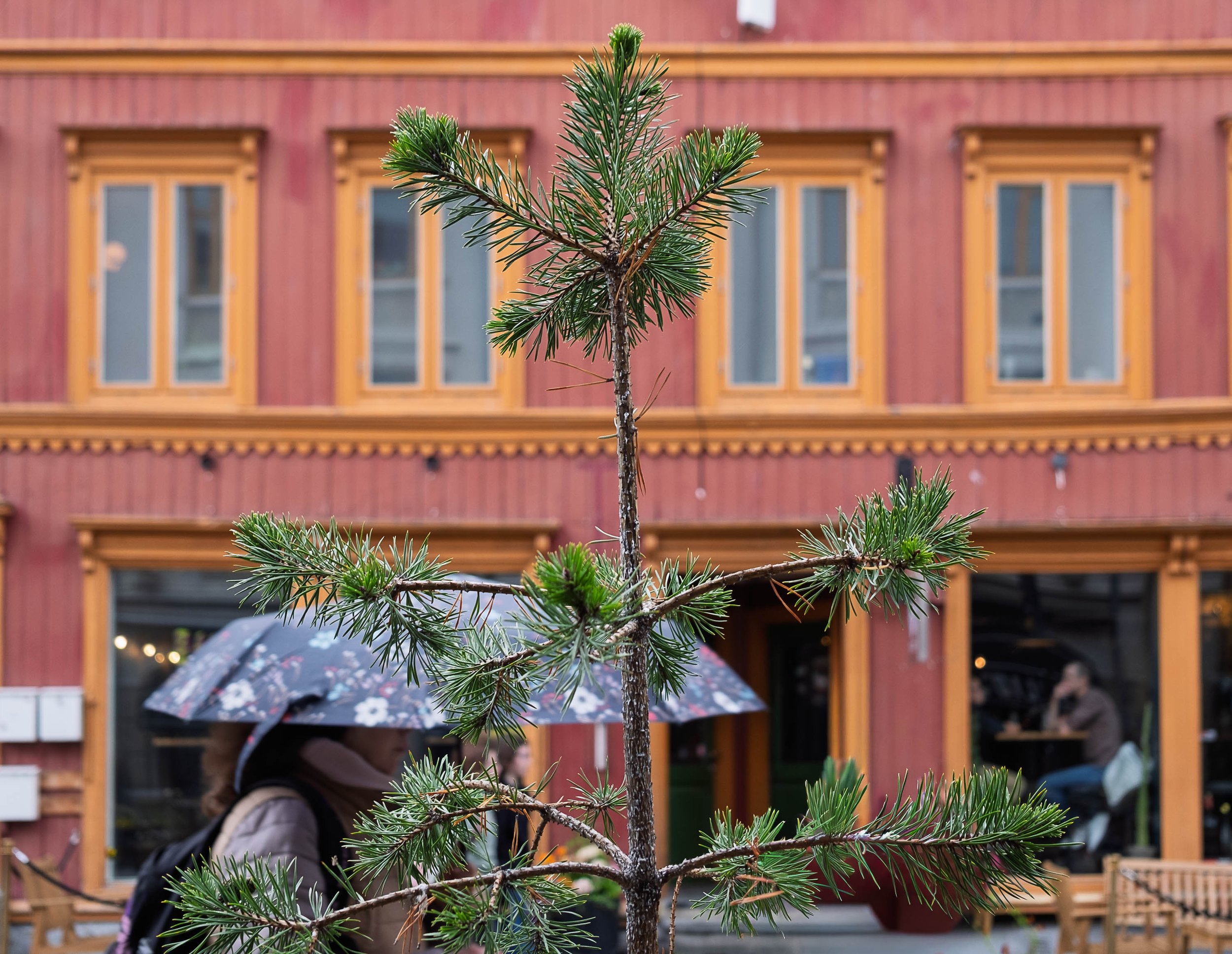 Pine Tree in Tromso