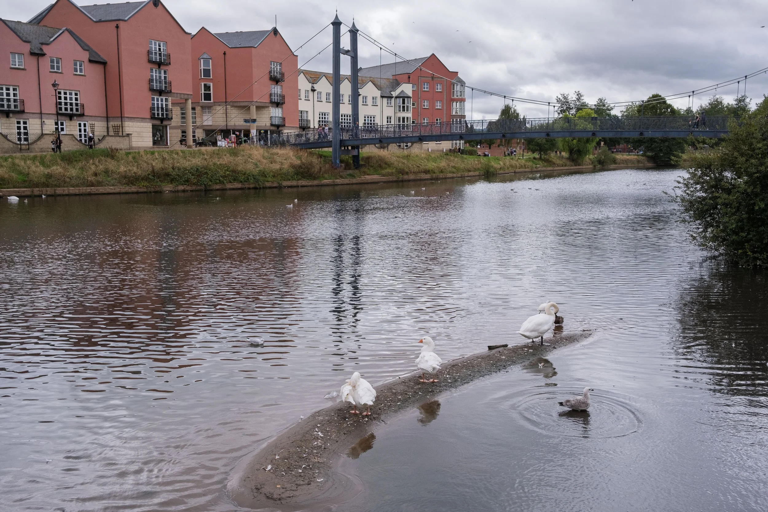 Resting Birds in Exeter