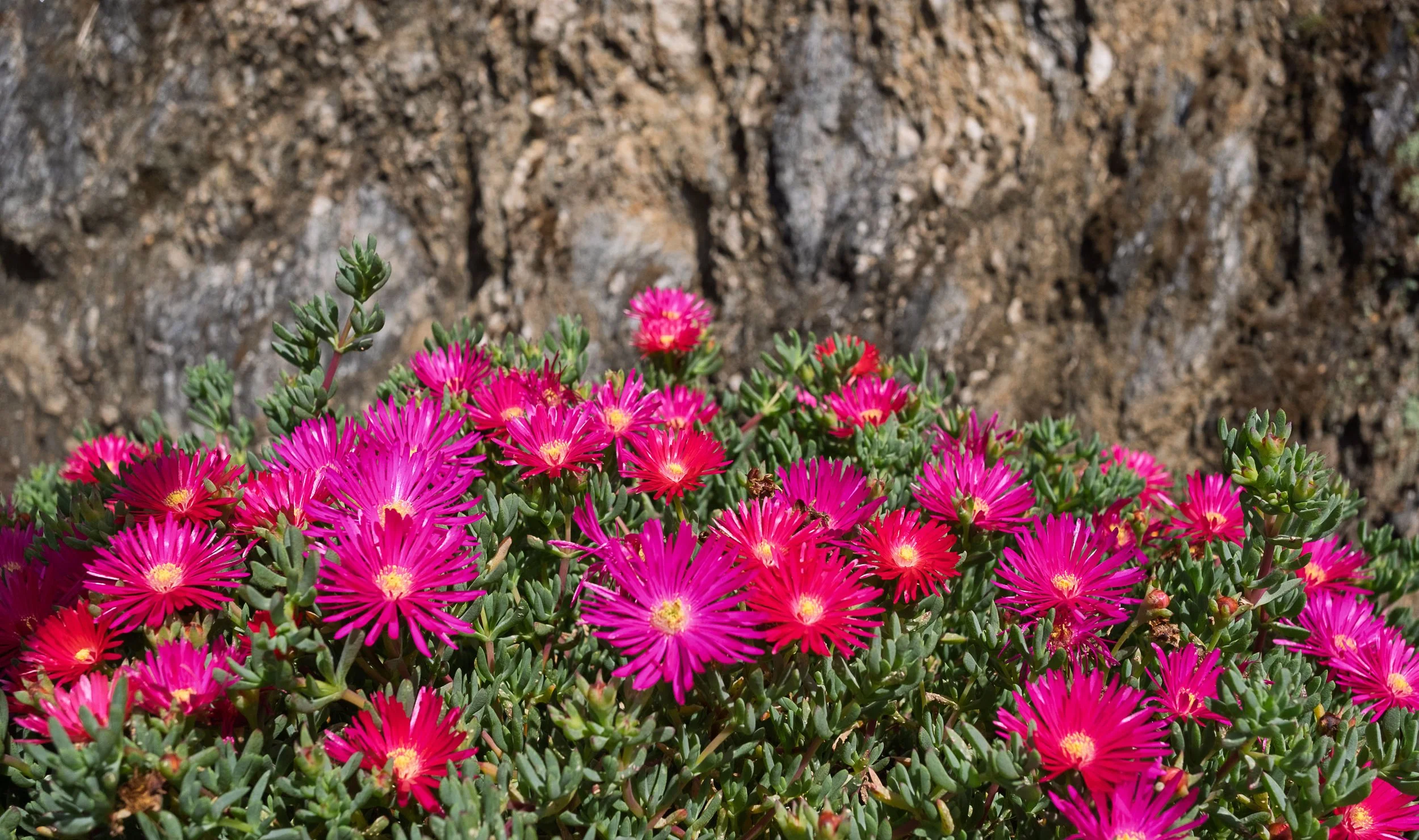 Ice Plants in Megavissey