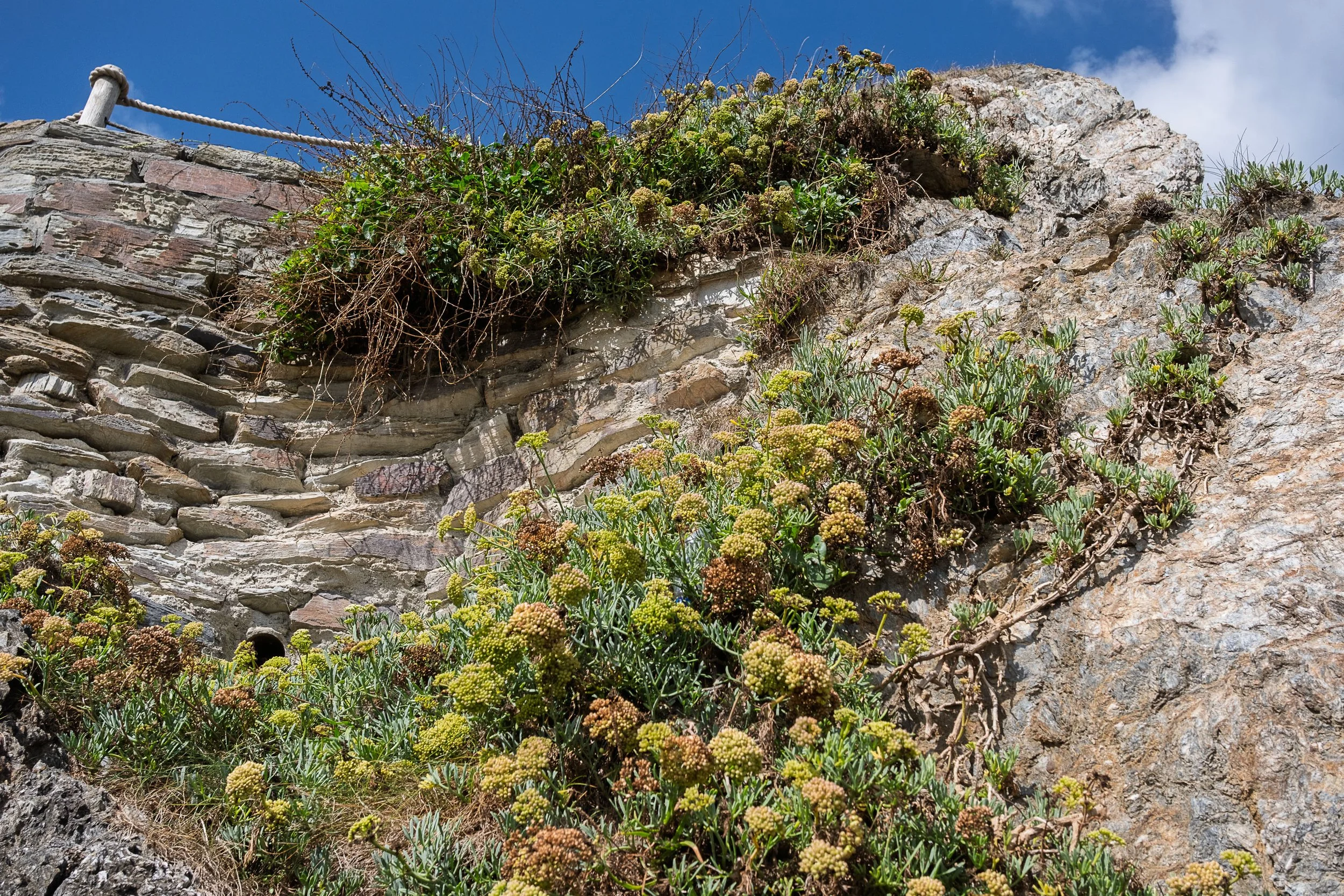 Looking Up at Megavissey