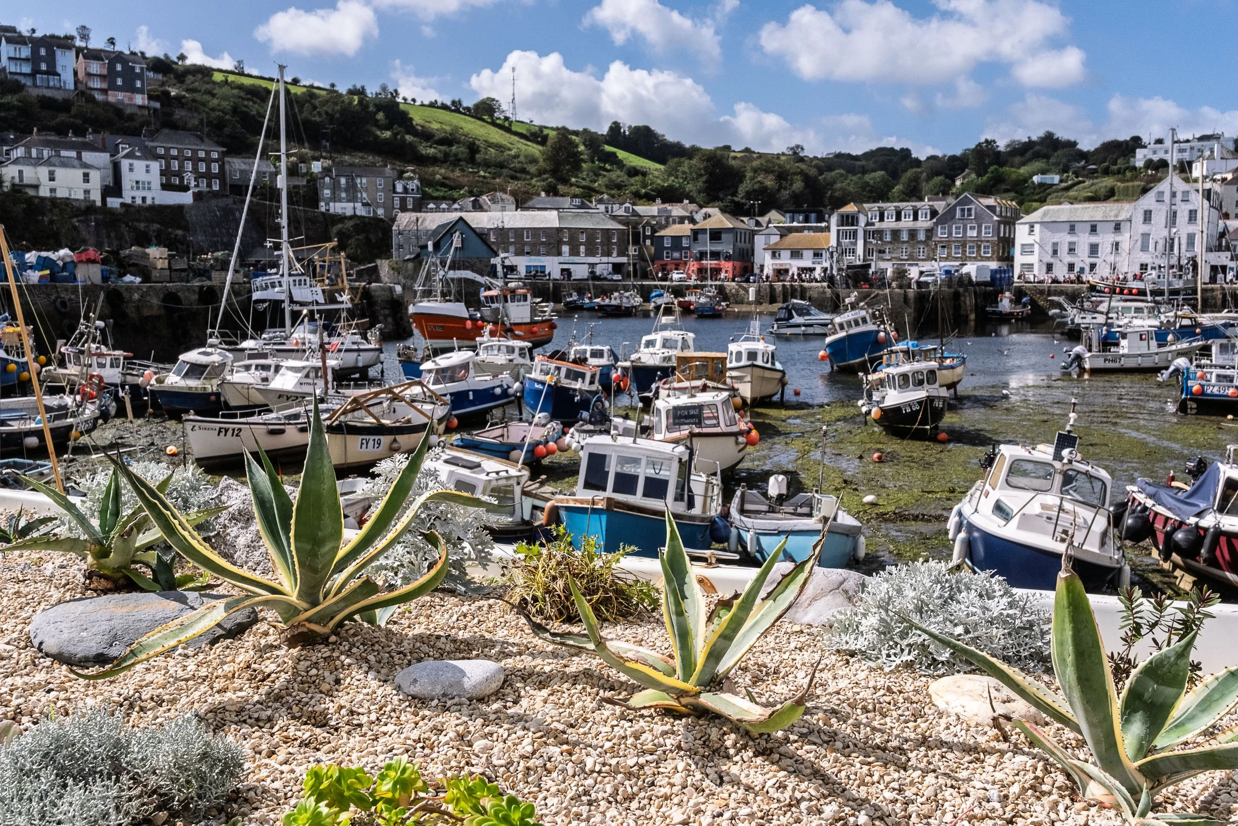 Cacti at the Harbour