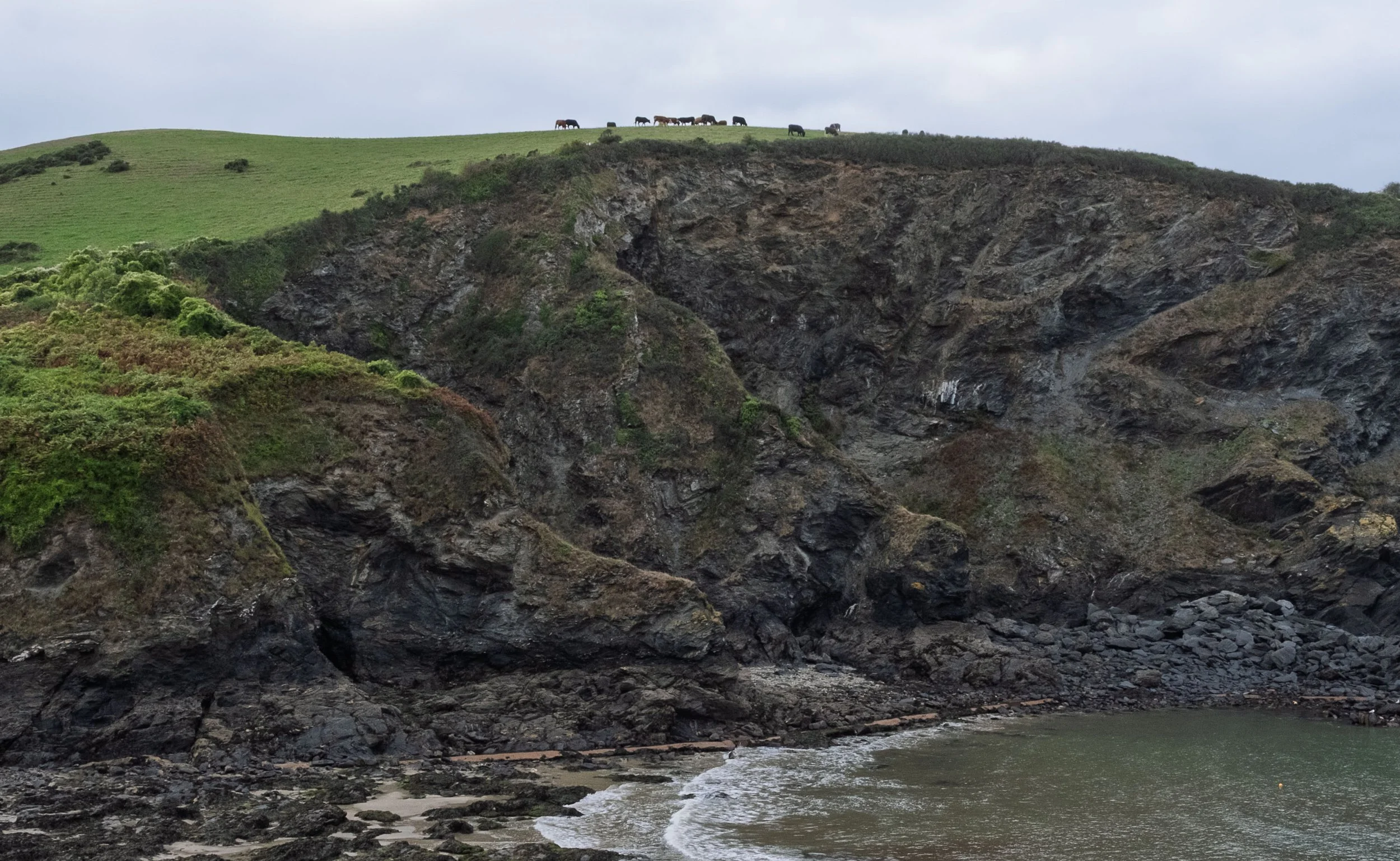 Cows on the Clifftop