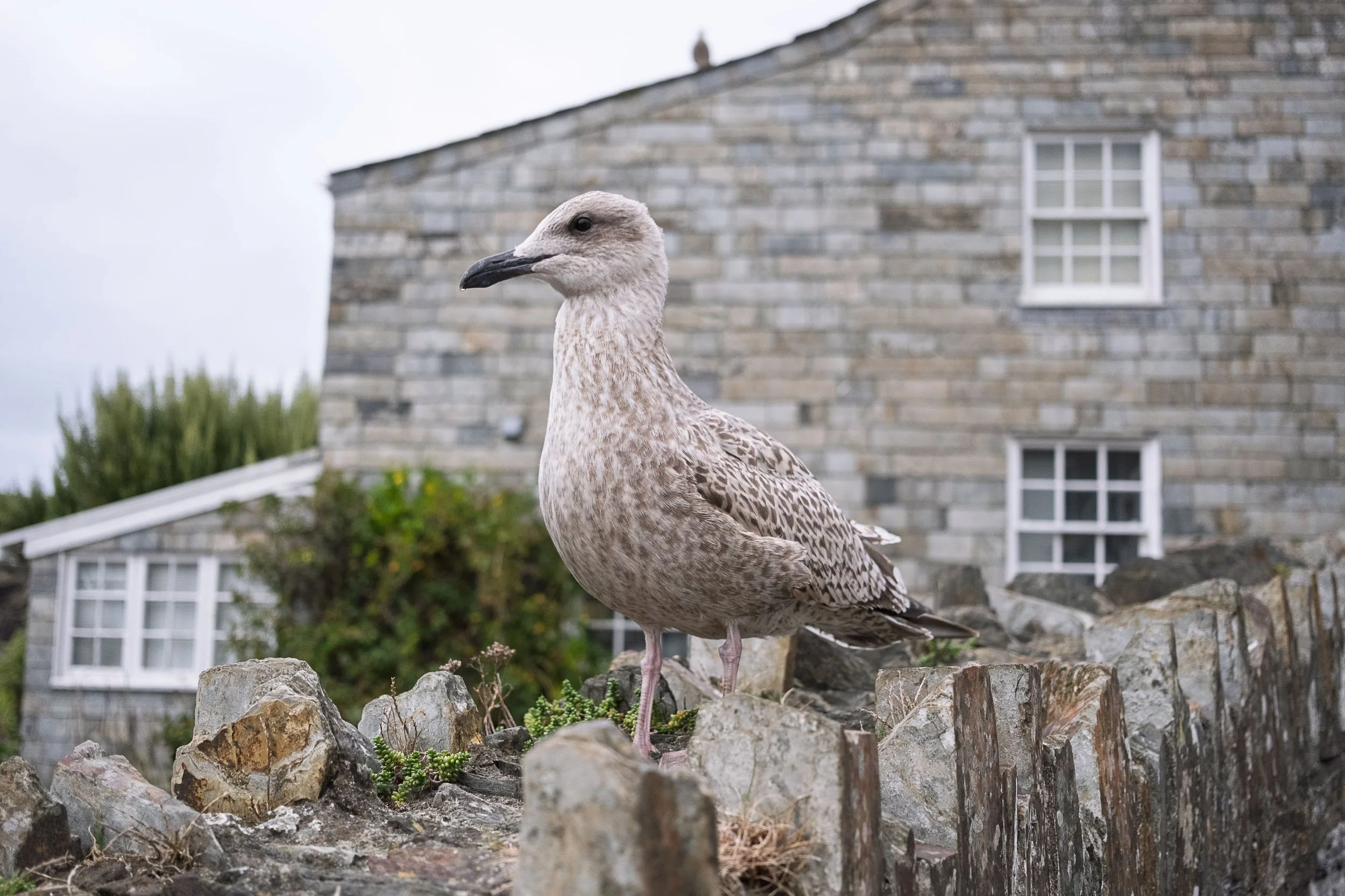 Another Friendly Gull