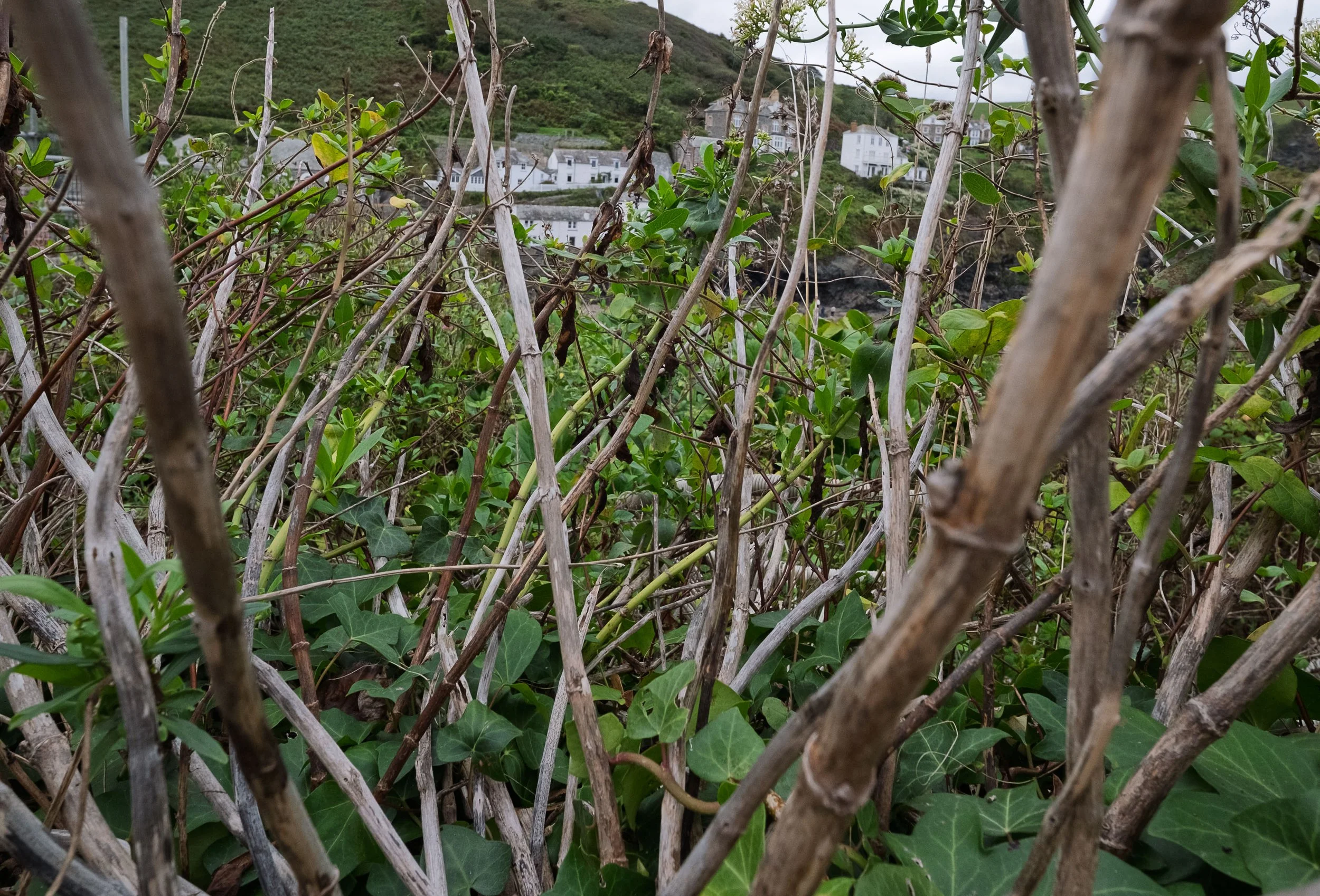 Houses through the Foliage