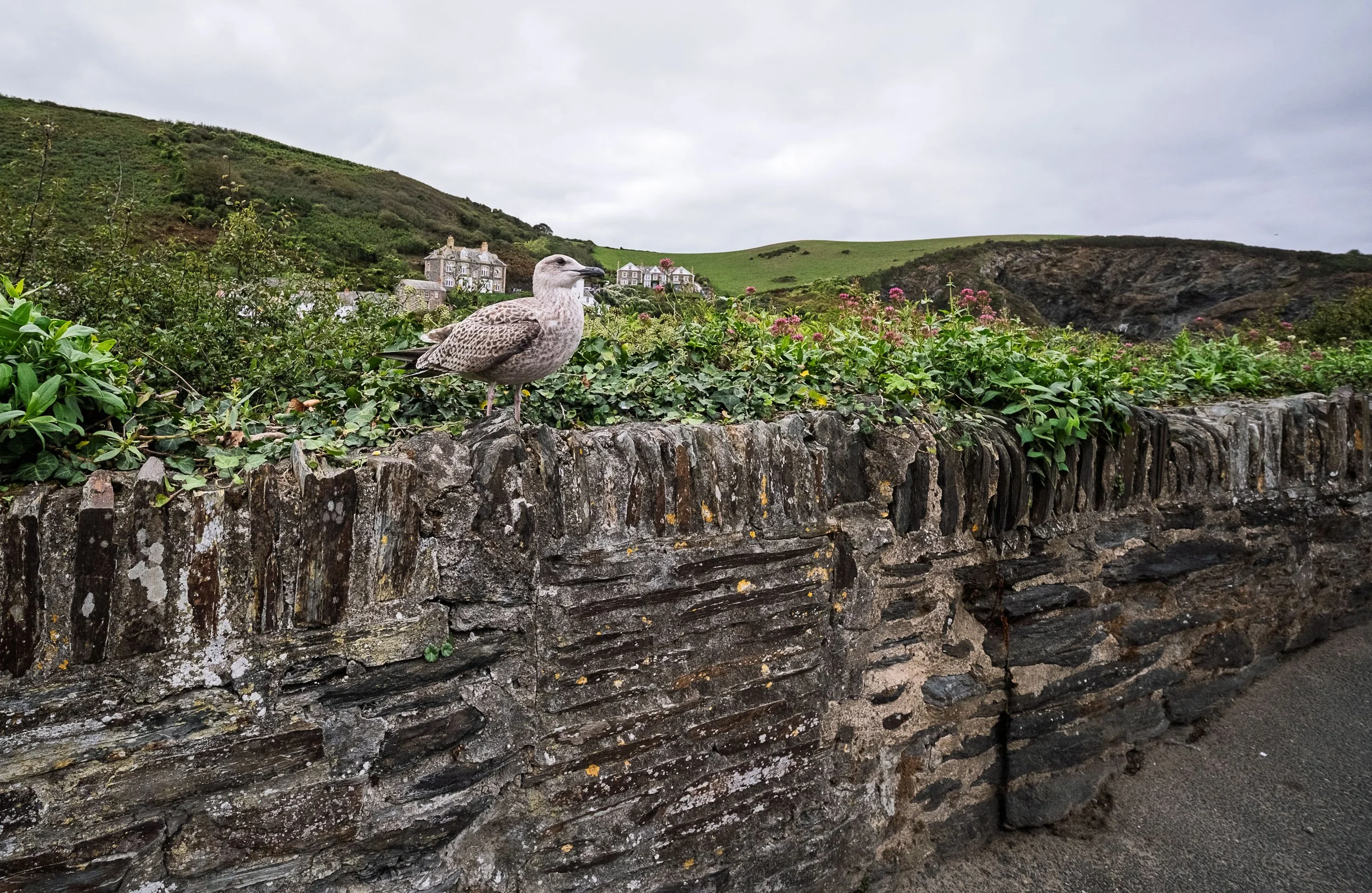 Friendly Herring Gull